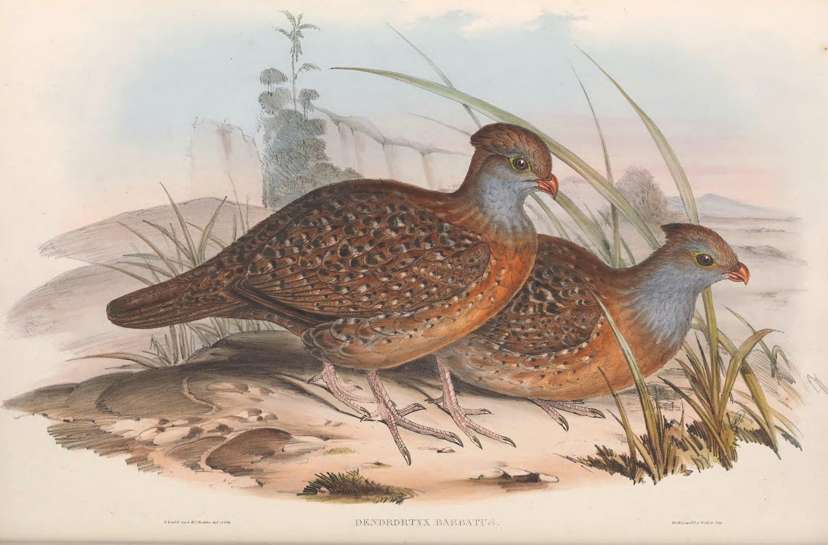 Long-tailed Wood Partridge