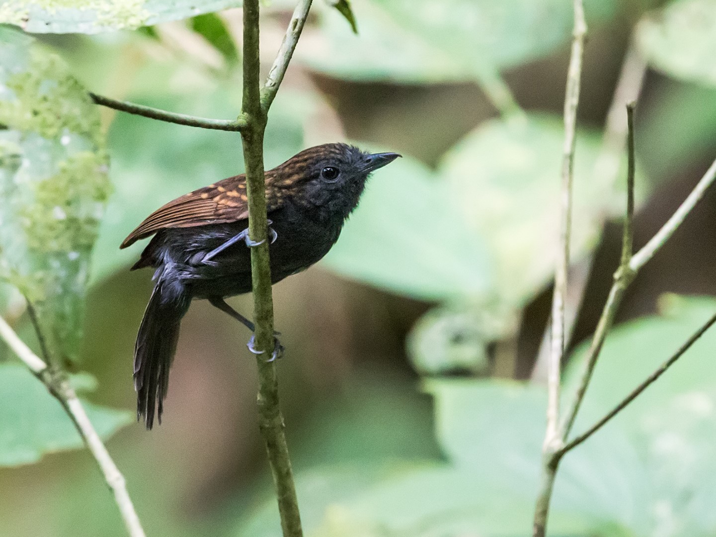Long-tailed Wood-Partridge