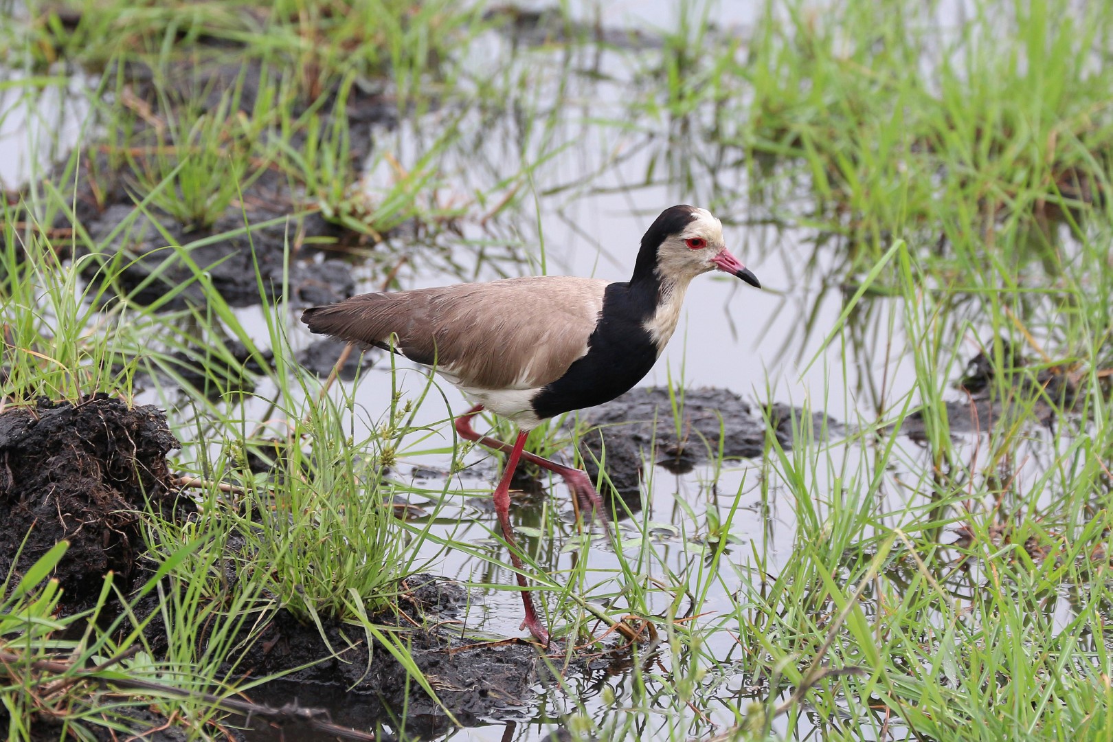 Long-toed lapwing