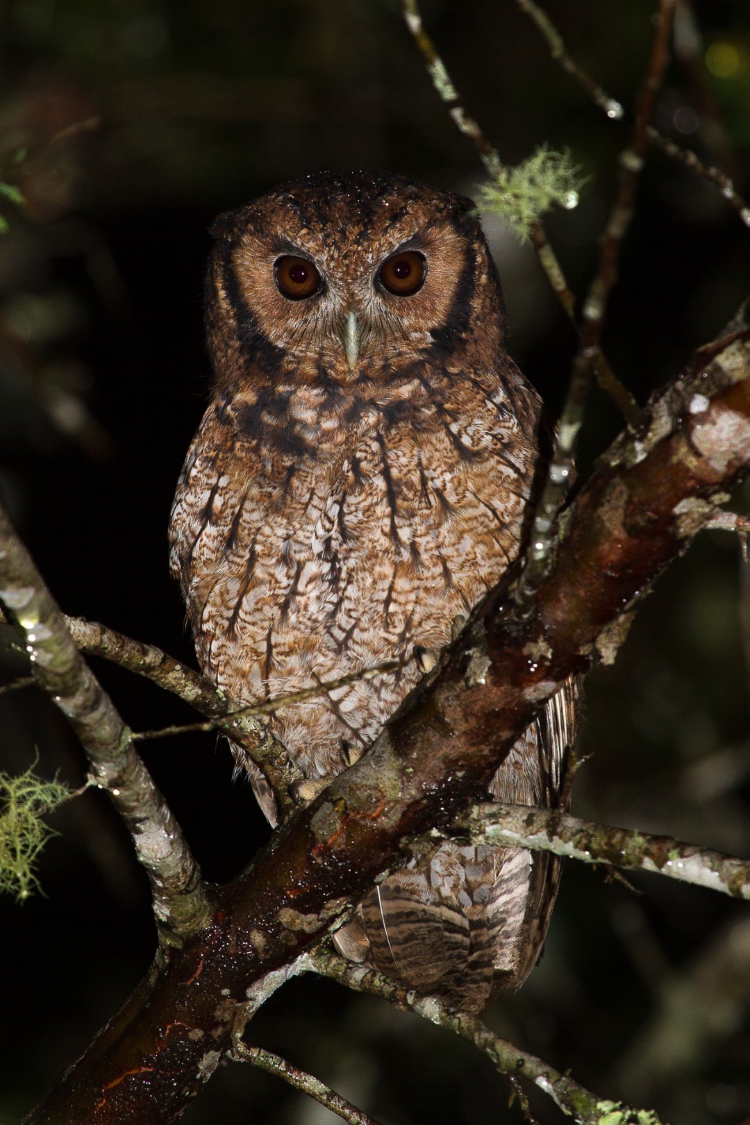 Long-tufted Screech Owl