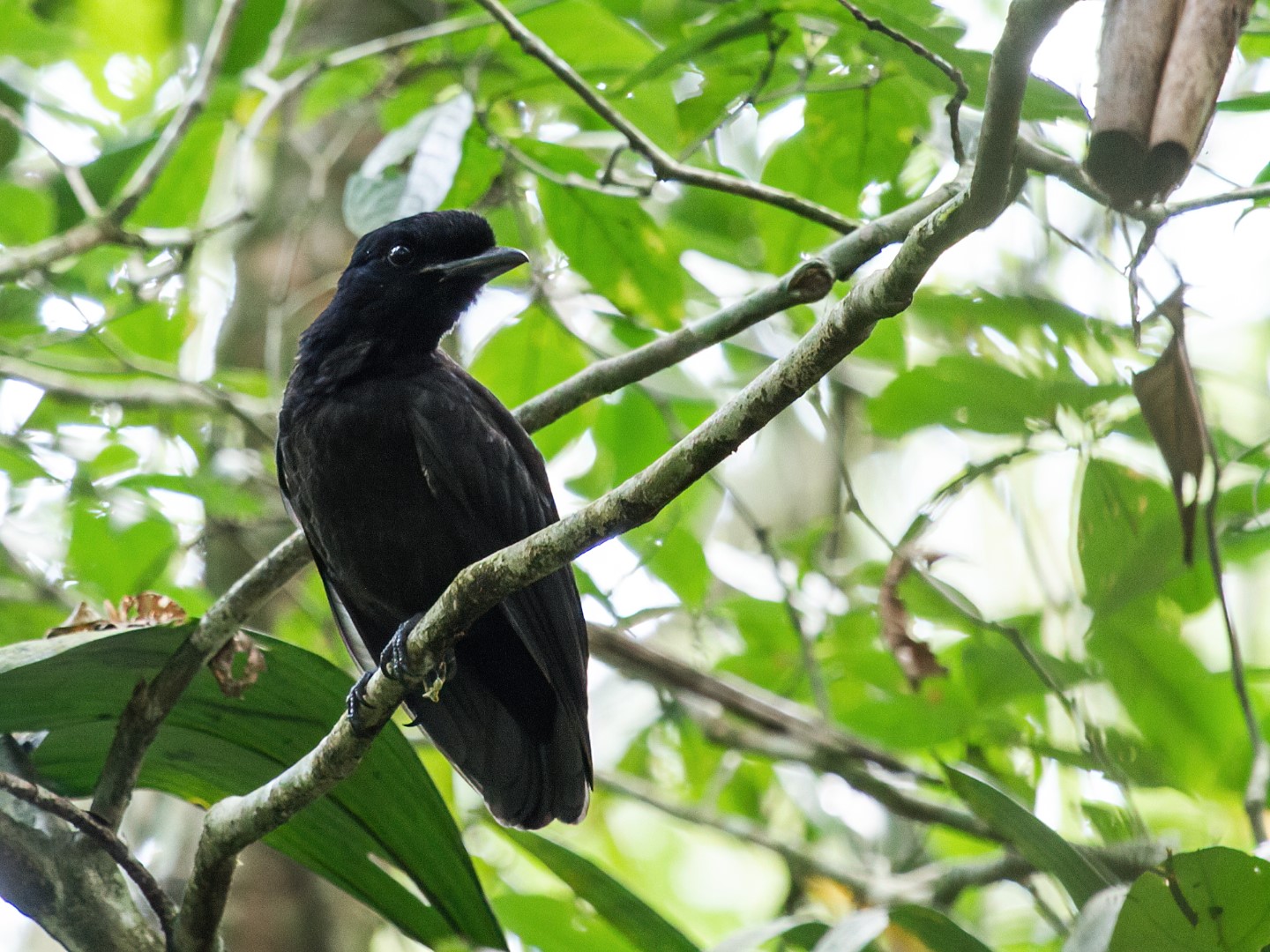 Long-wattled umbrellabird