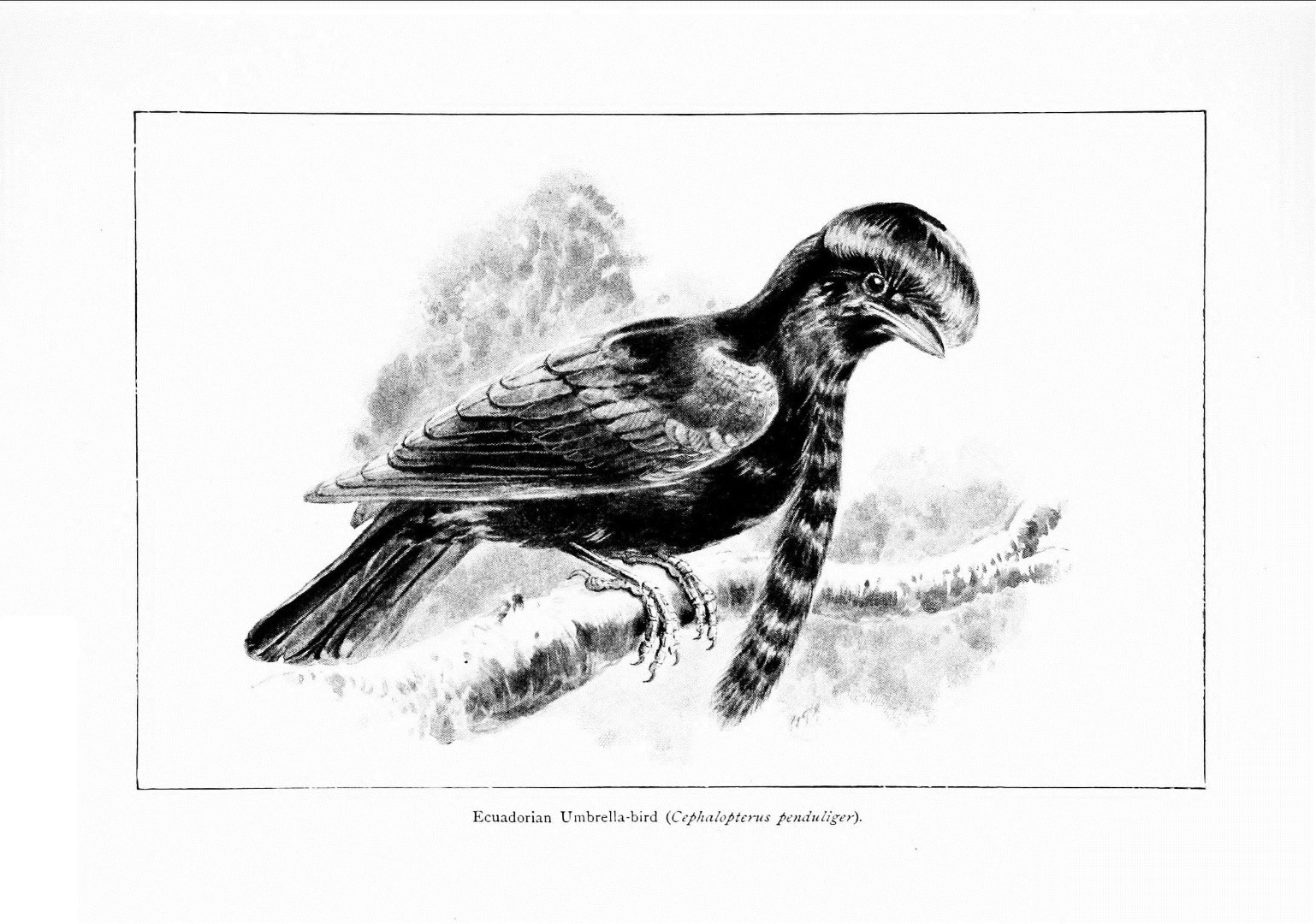 Long-wattled umbrellabird