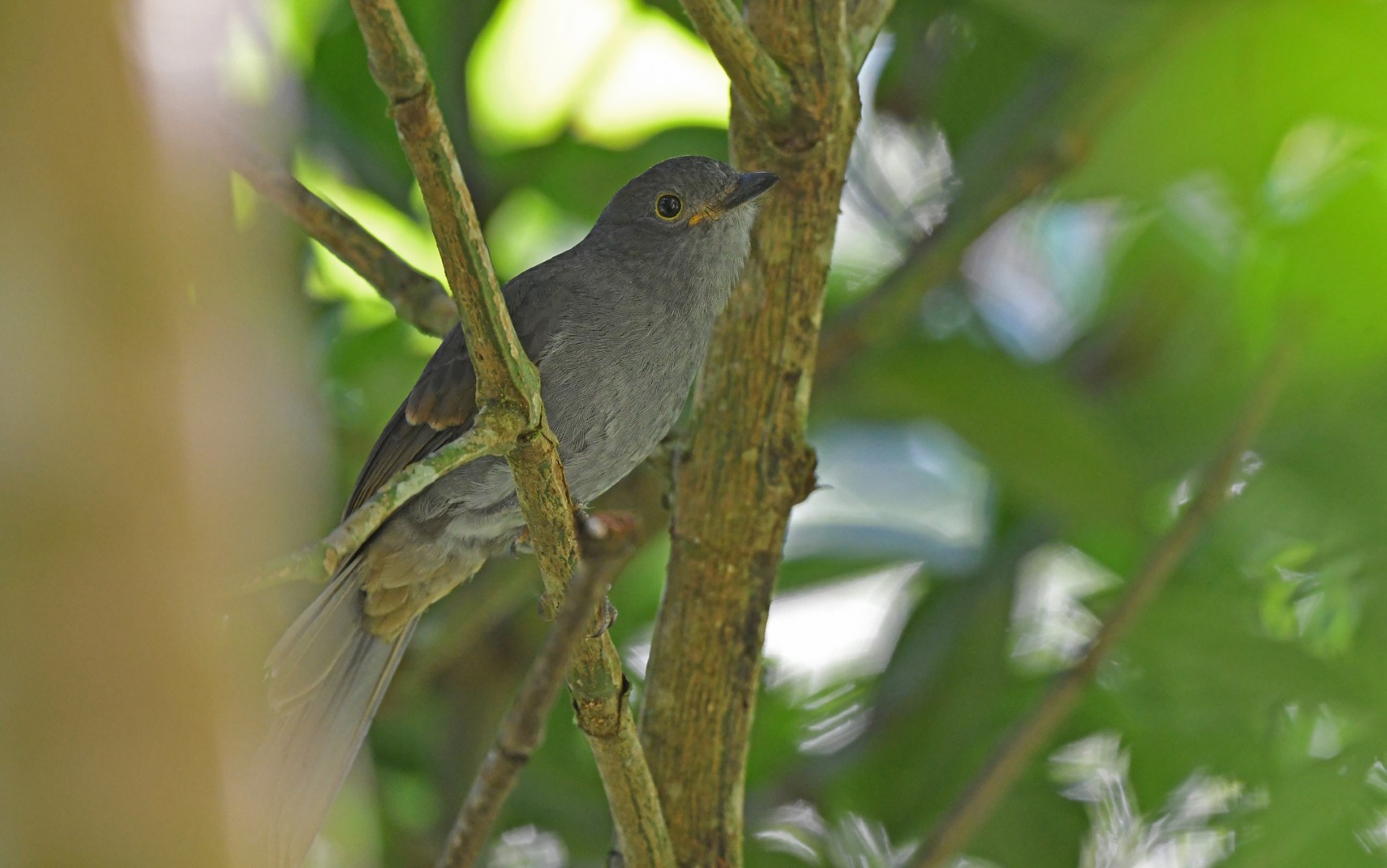 Long-wattled Umbrellabird