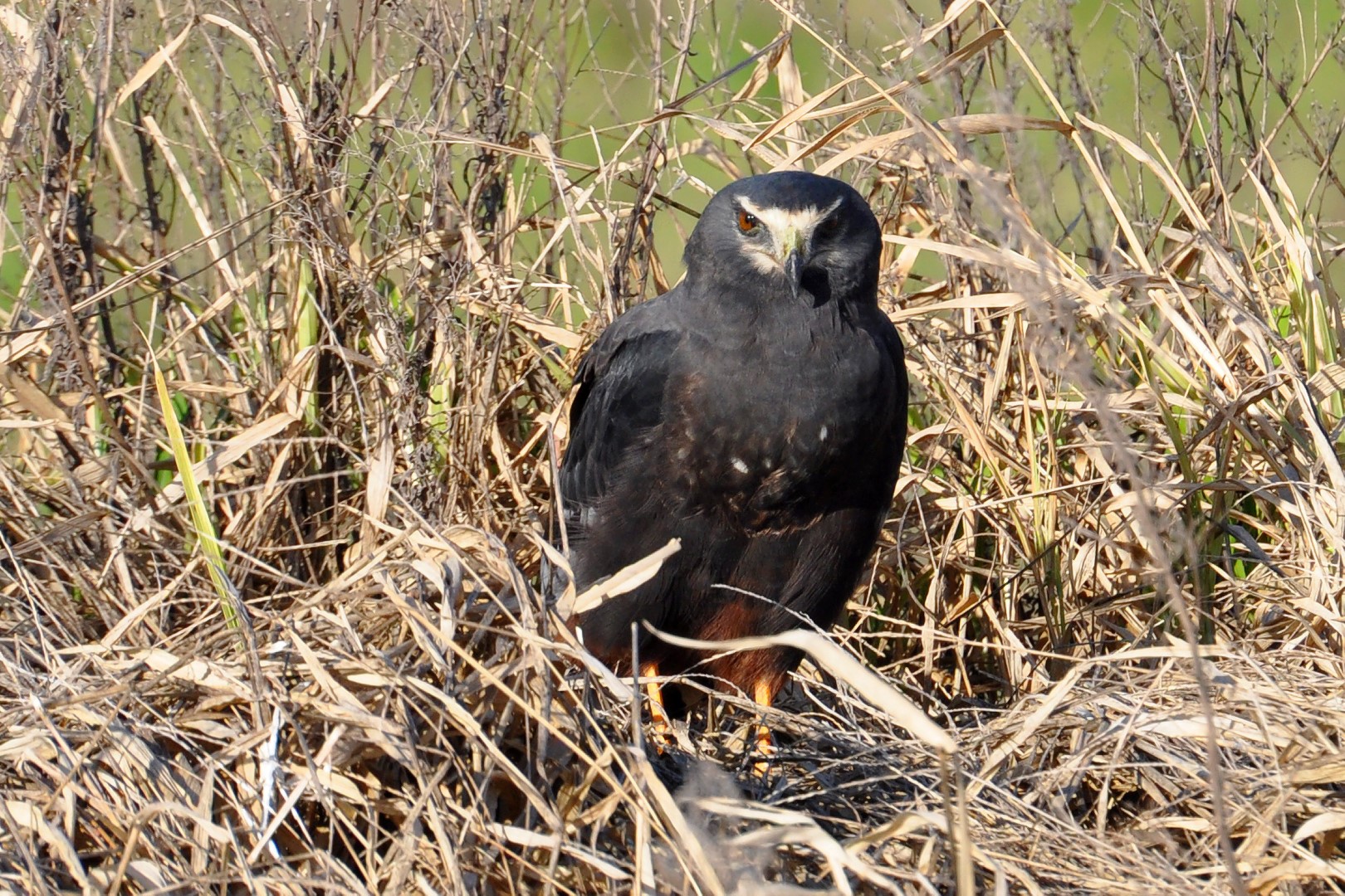 Long-winged Harrier