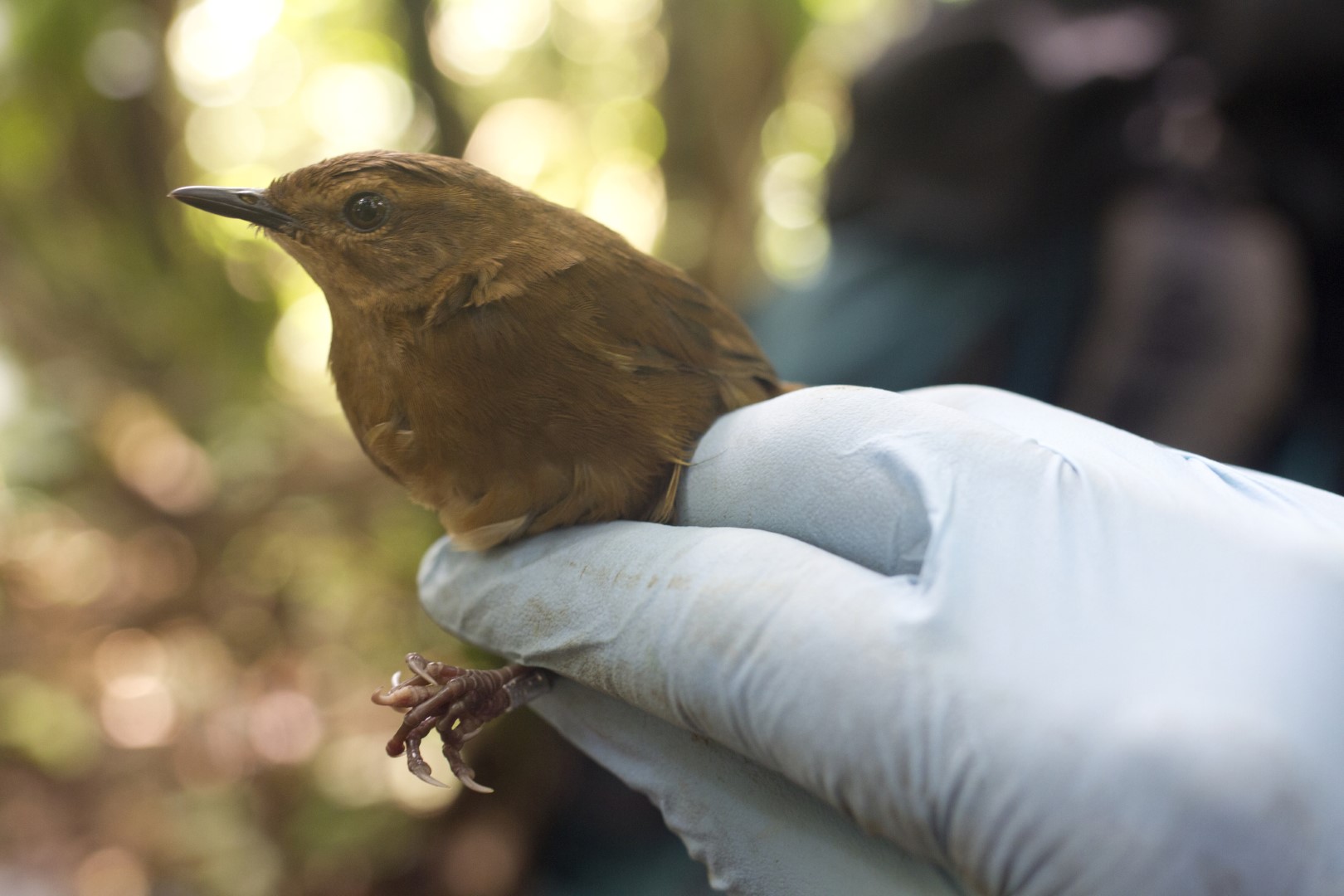 Lopez's Bush Warbler