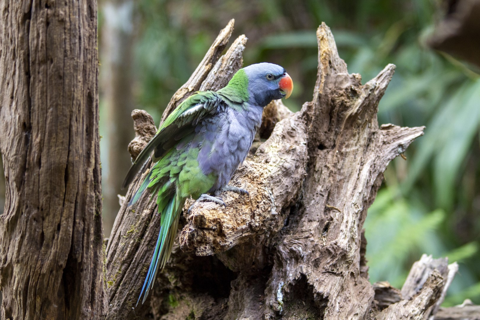 Lord Derby's parakeet