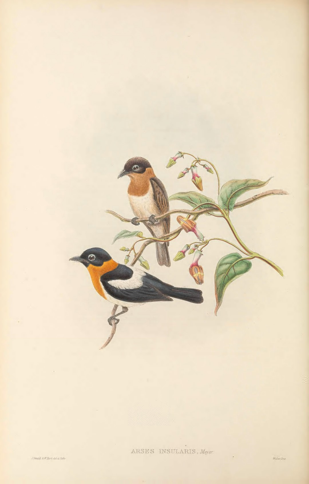 Lord Howe Gerygone