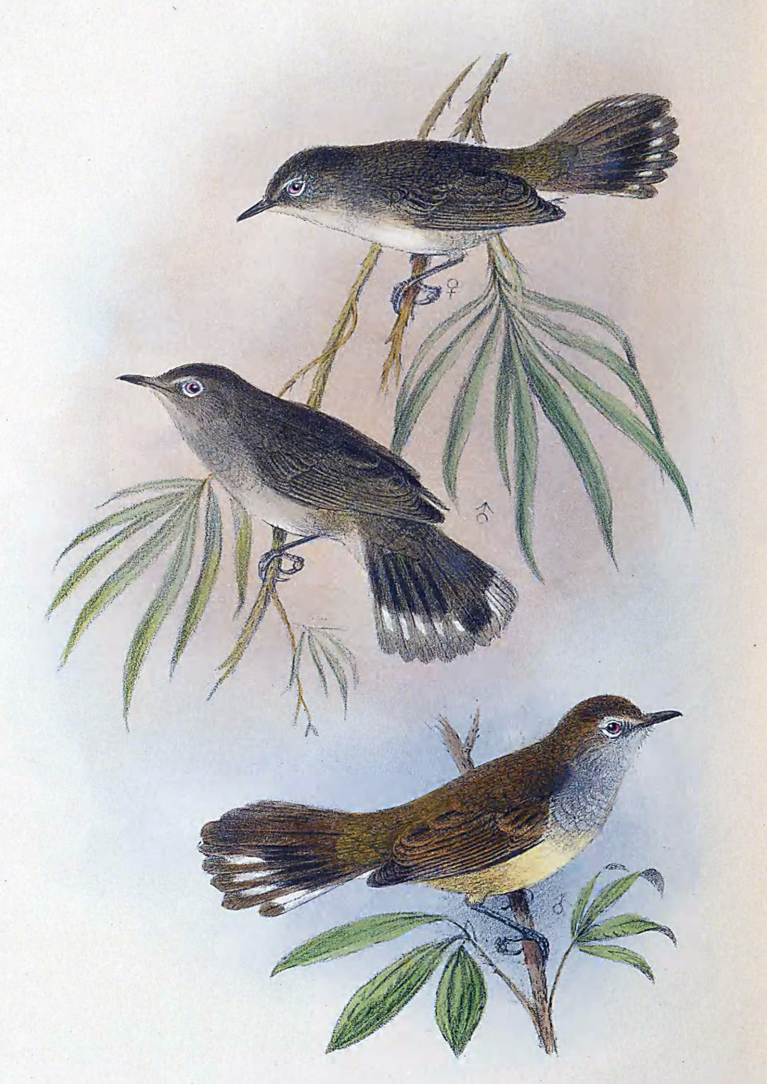 Lord Howe Gerygone