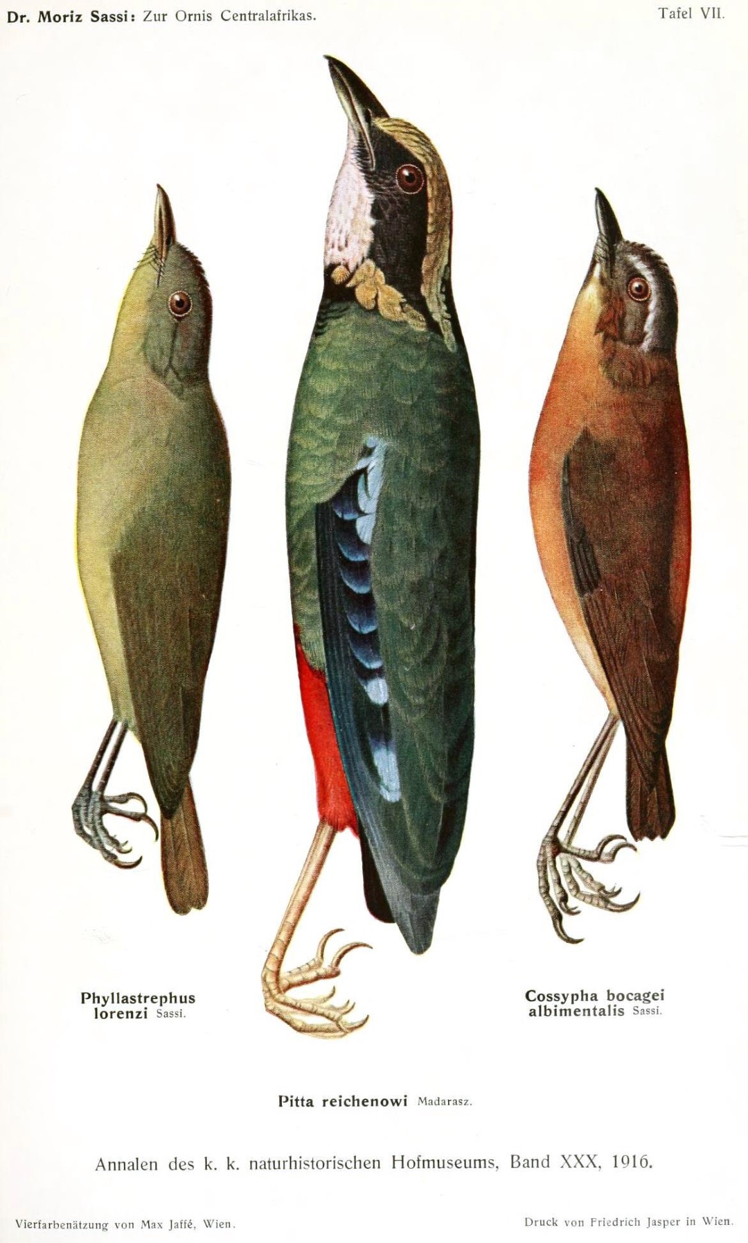 Lorenz's Greenbul