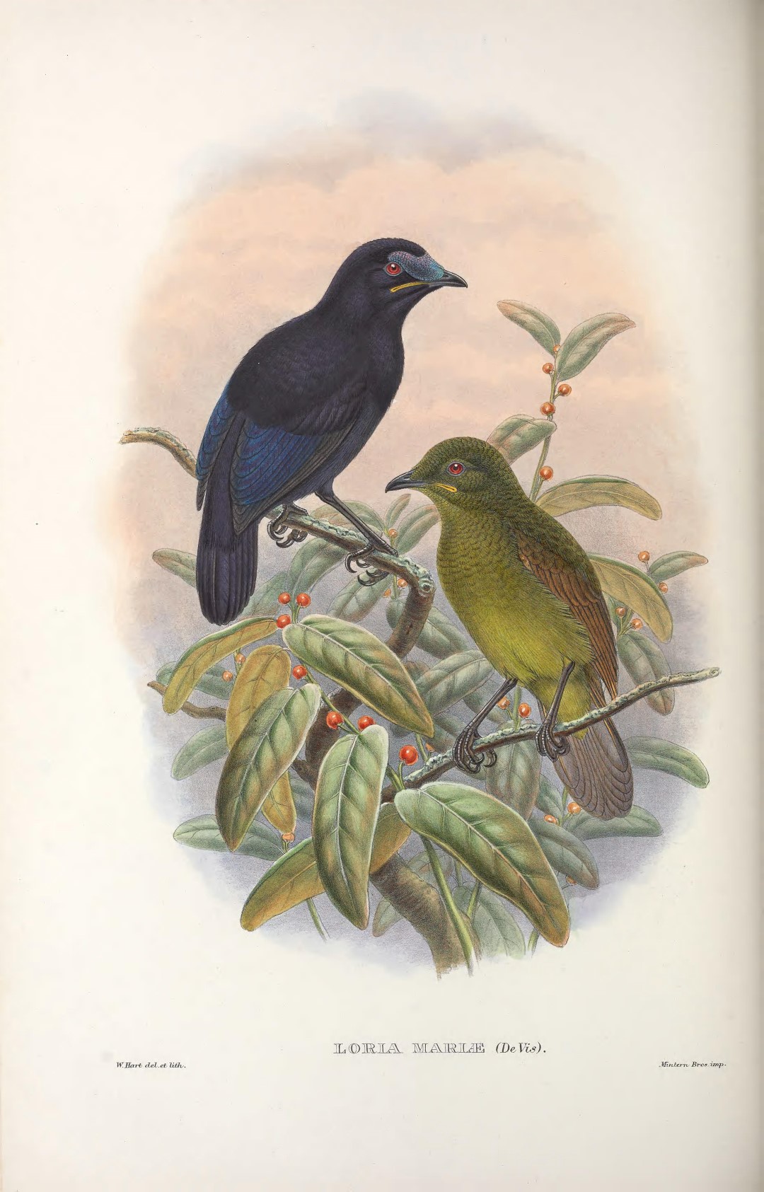 Loria's Bird-of-Paradise