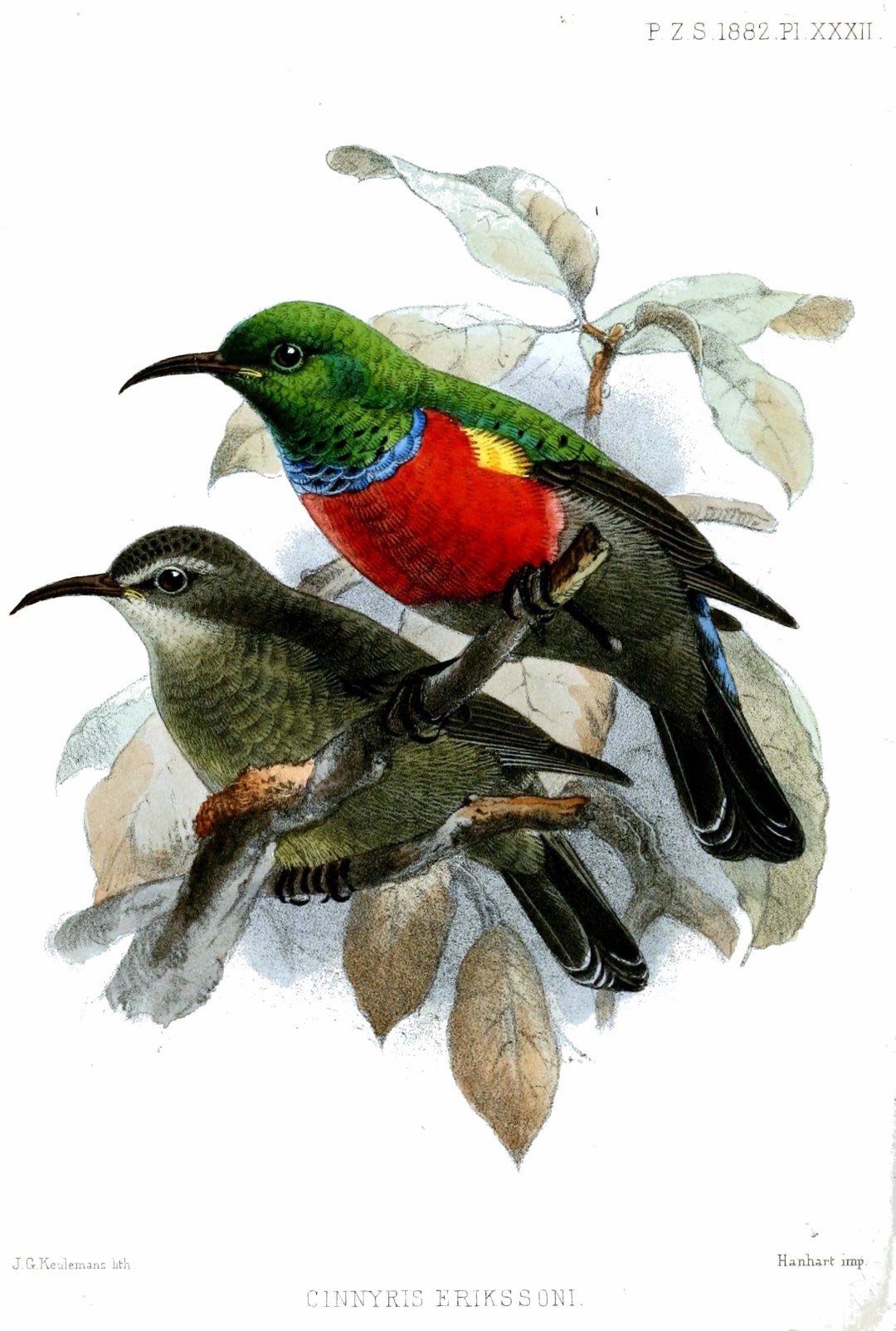 Louisiana Sunbird