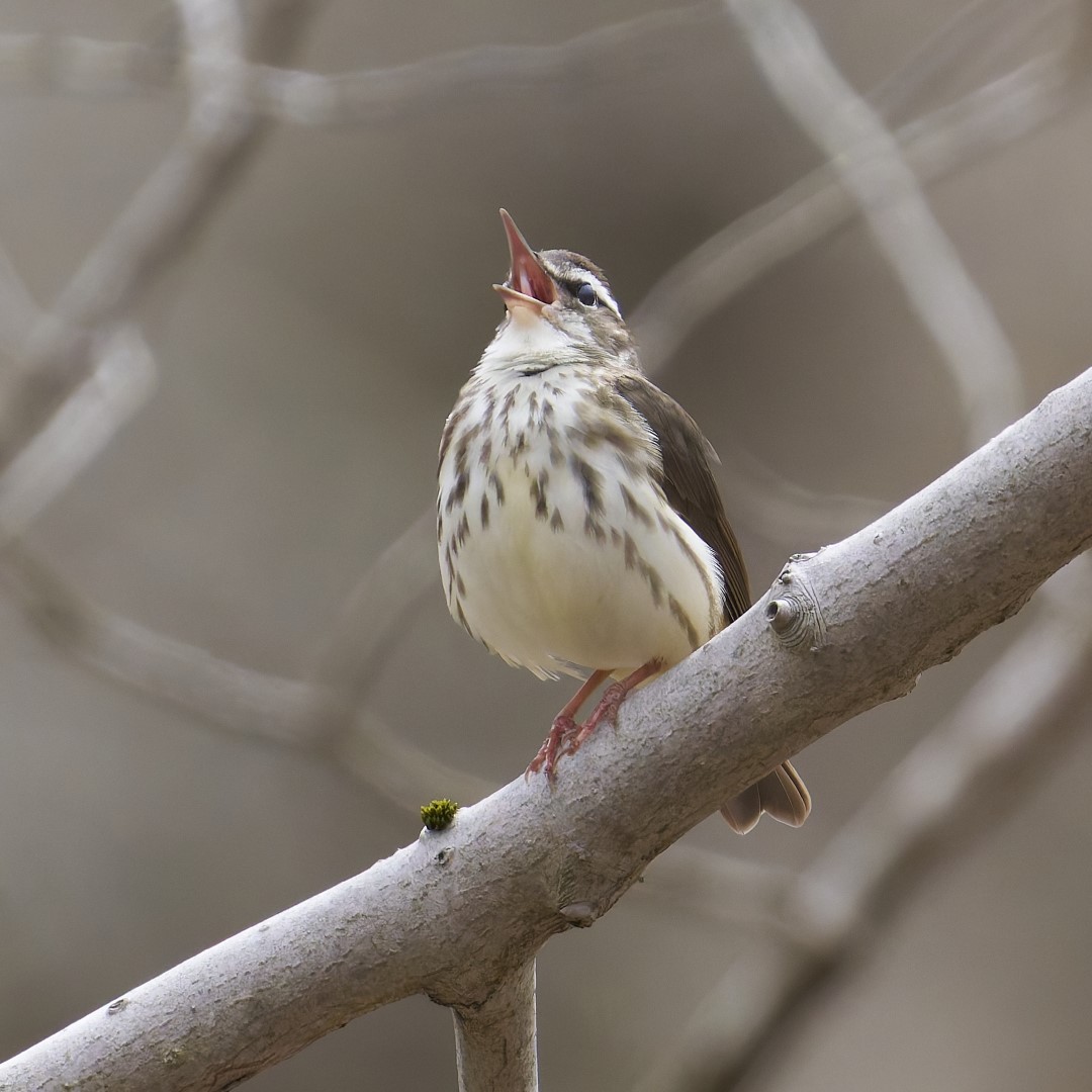 Louisiana Waterthrush