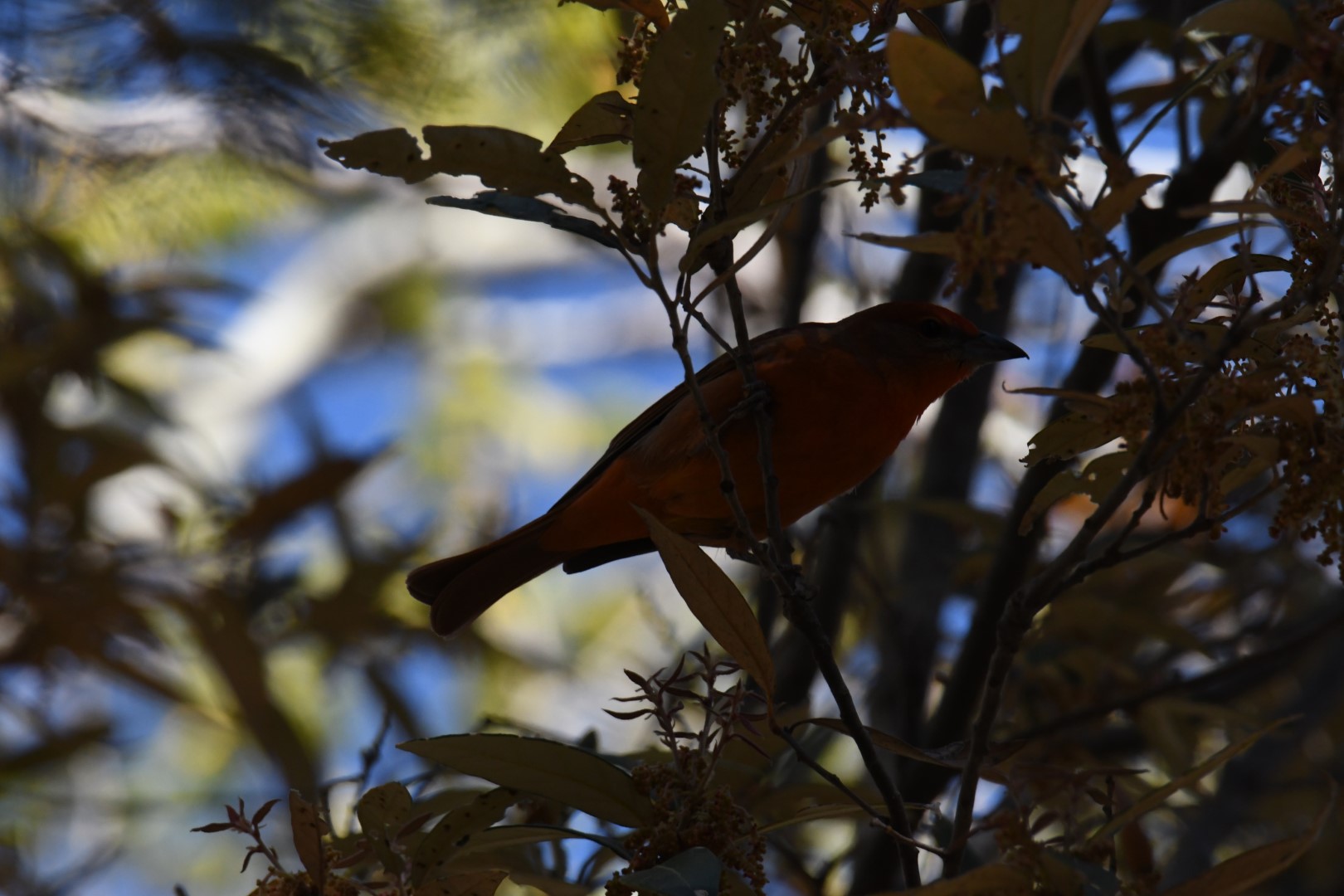 Lowland Hepatic Tanager