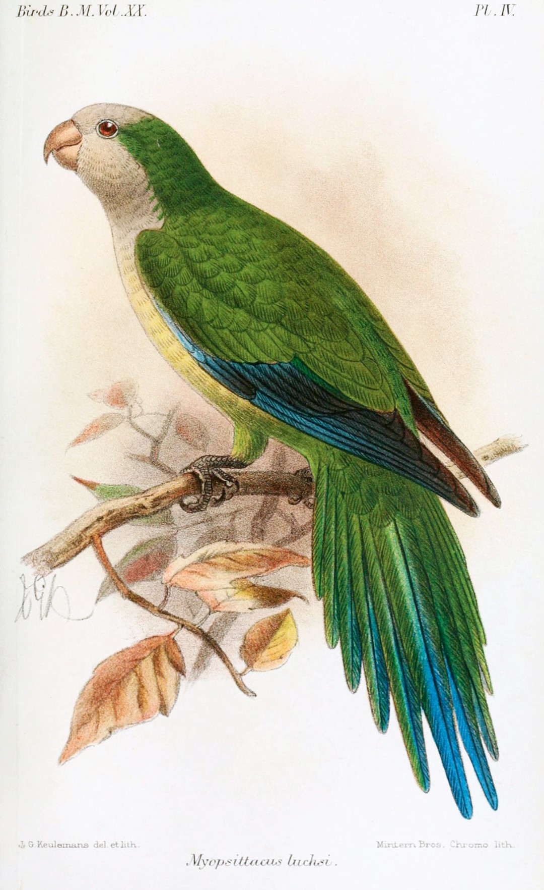 Luchs's parakeet