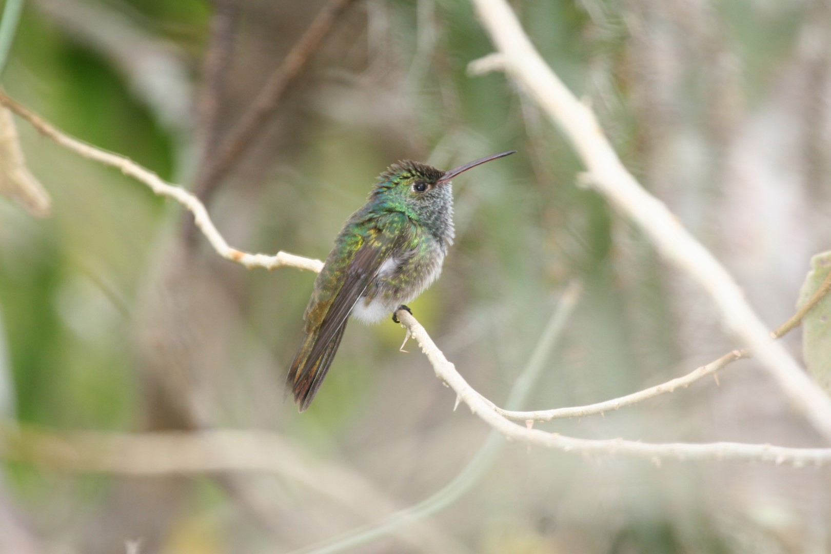 Lucifer Hummingbird
