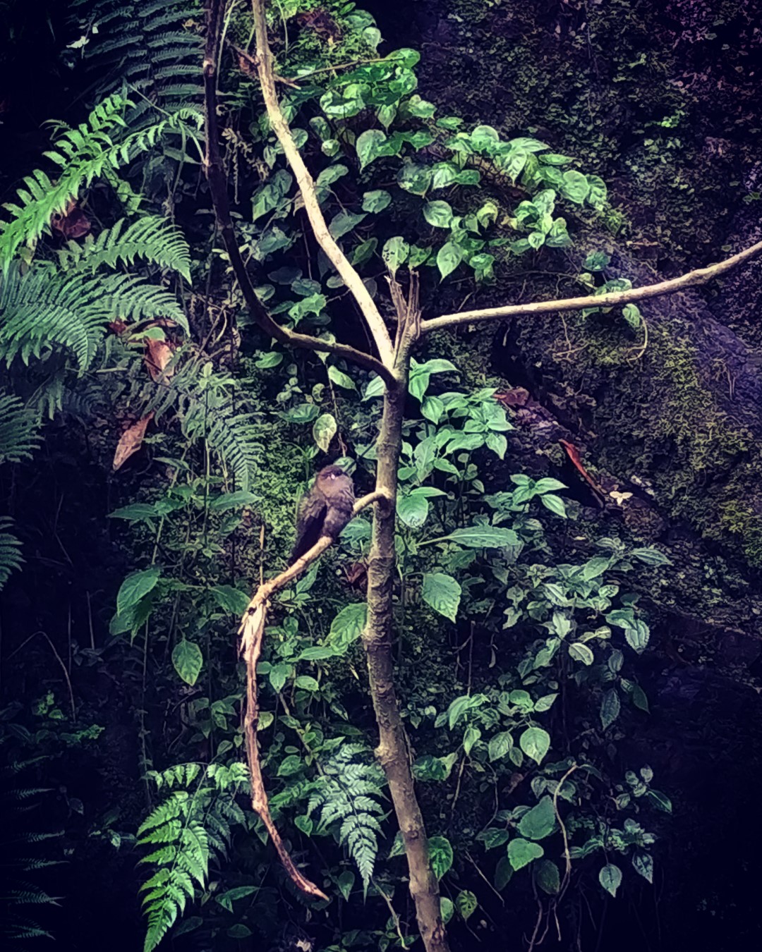 Ludovico's hummingbird