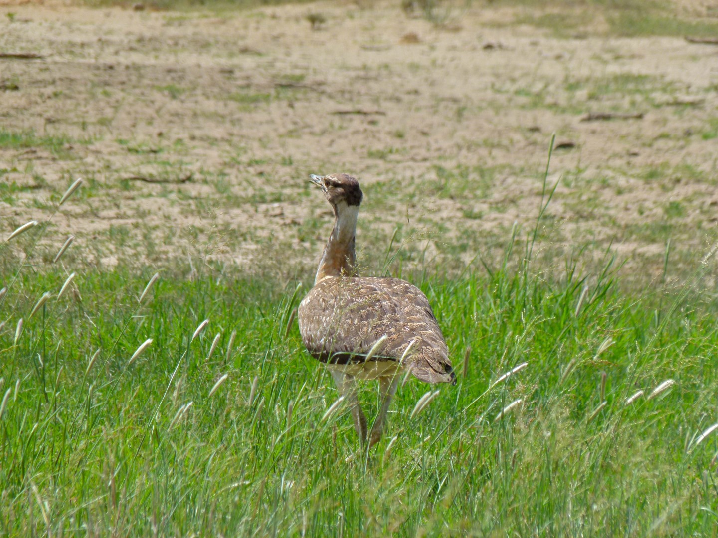 Ludwig's Bustard