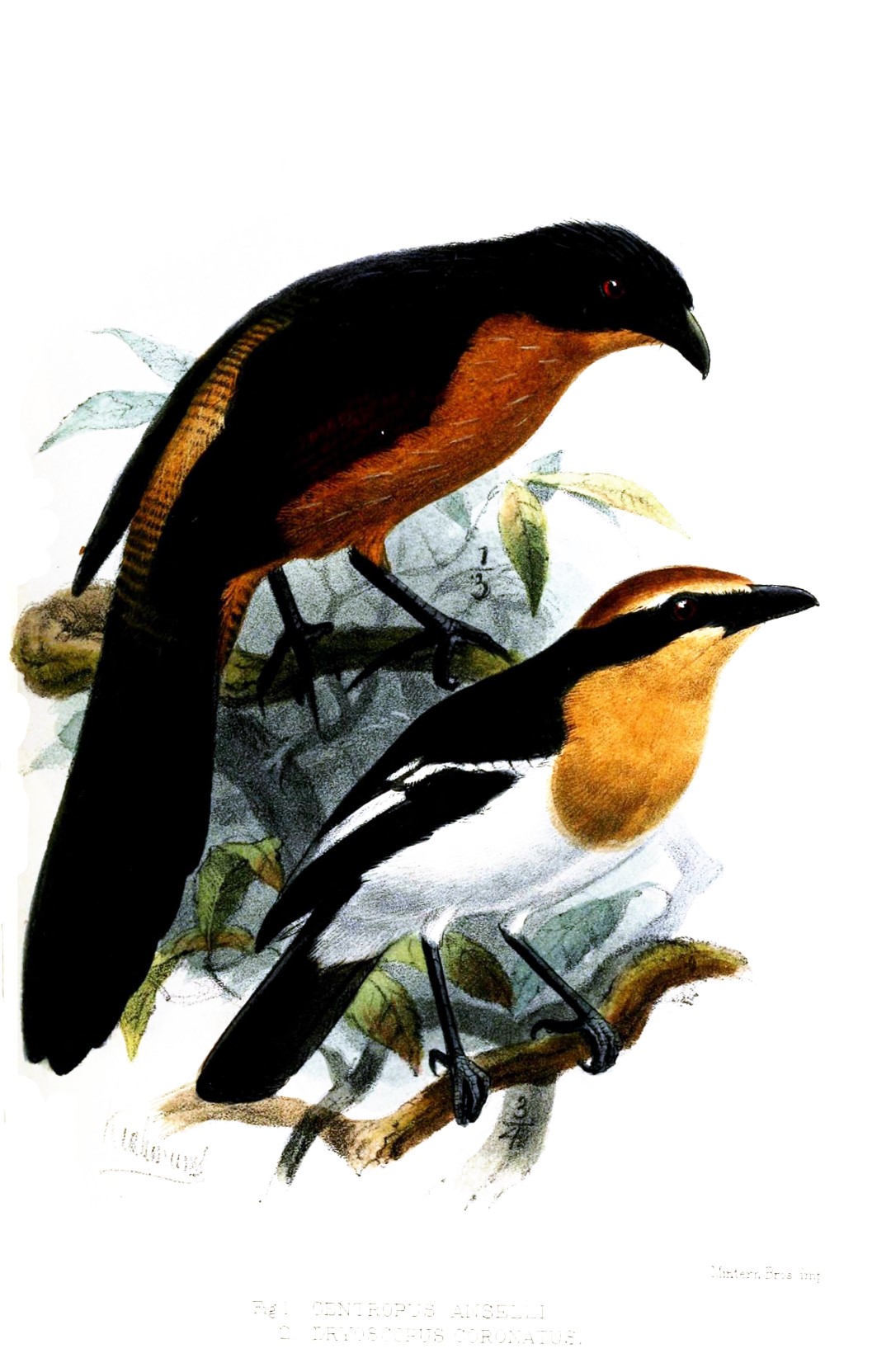 Luehder's Bushshrike