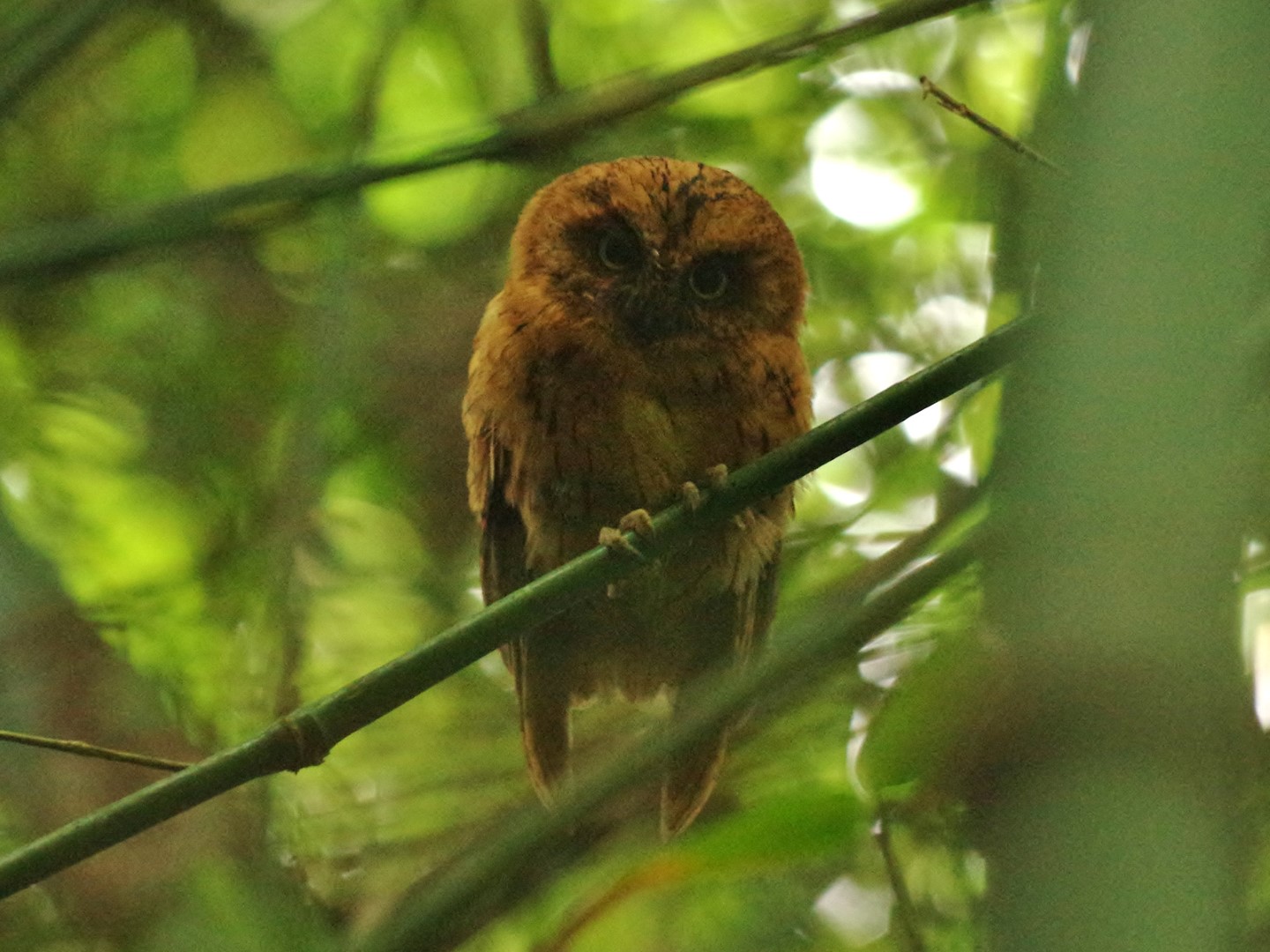 Luzon Scops Owl