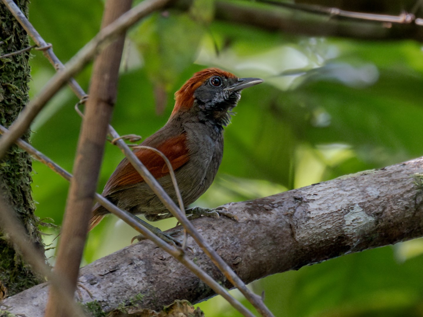 MacConnell's spinetail