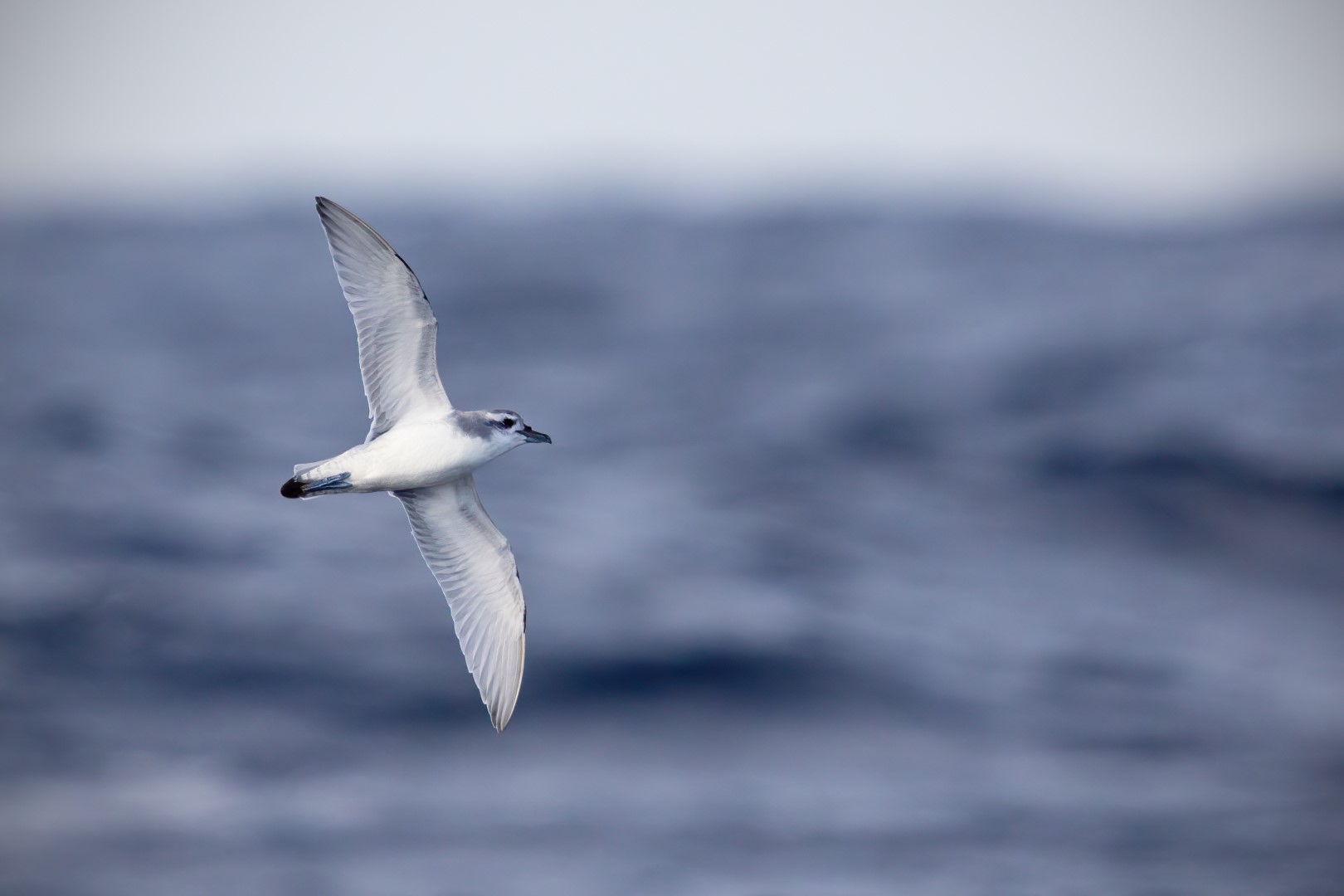 MacGillivray's Prion