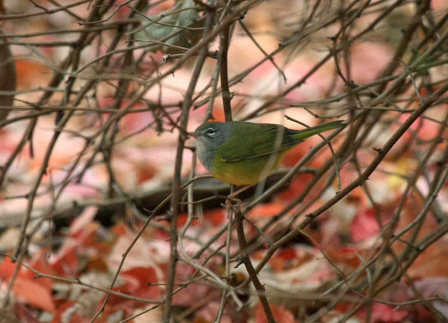 MacGillivray's Warbler