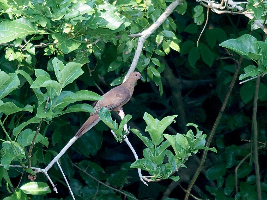 Mackinlay's Cuckoo-Dove