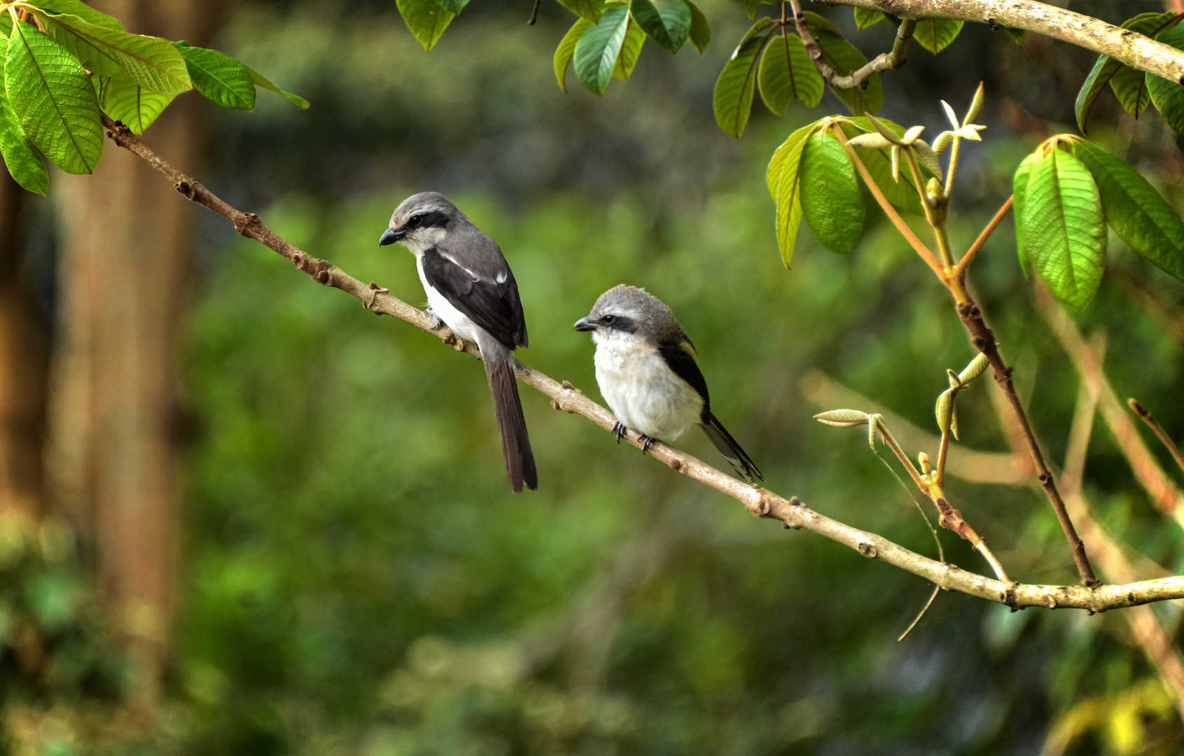 Mackinnon's shrike
