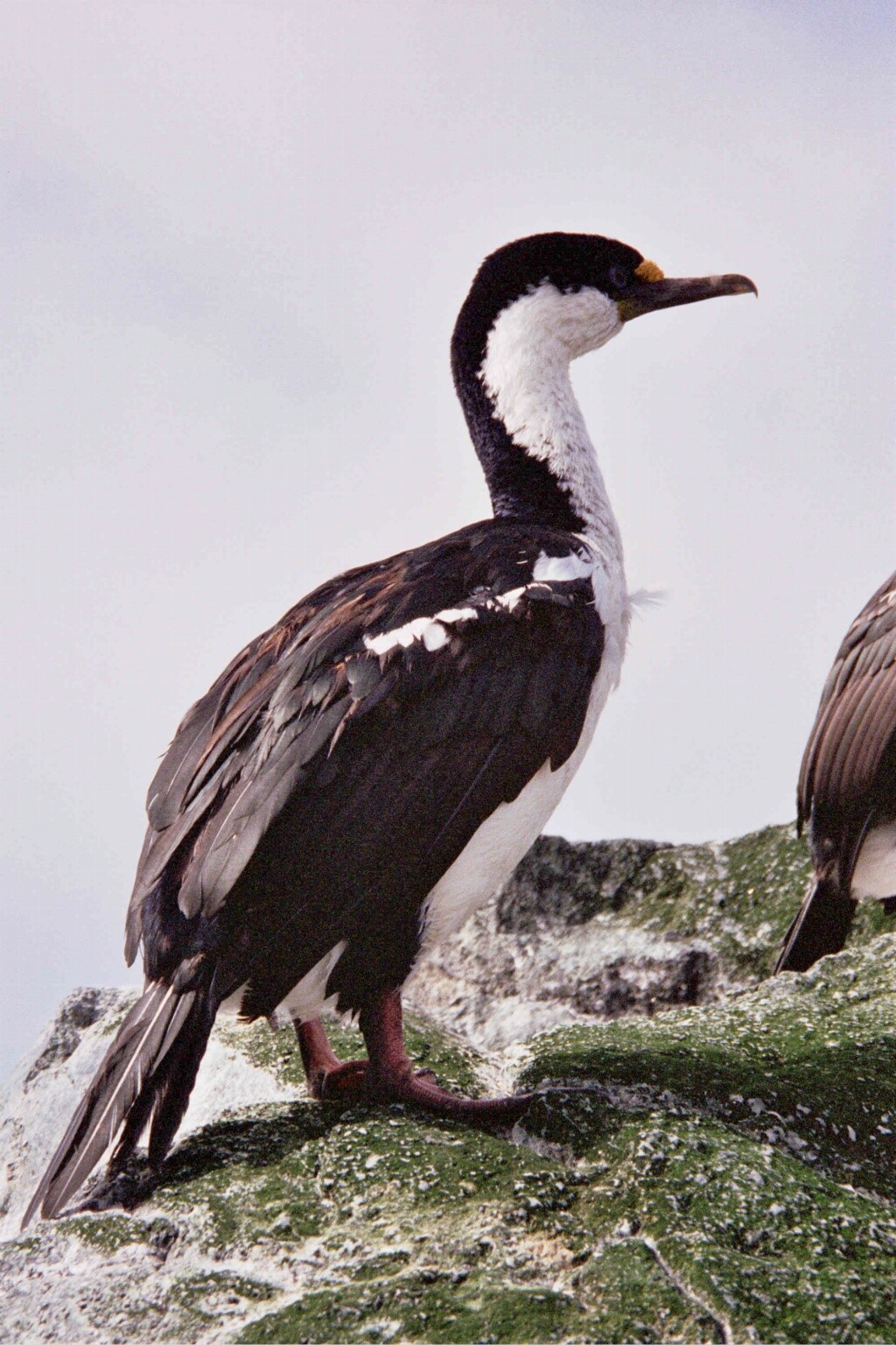 Macquarie Shag