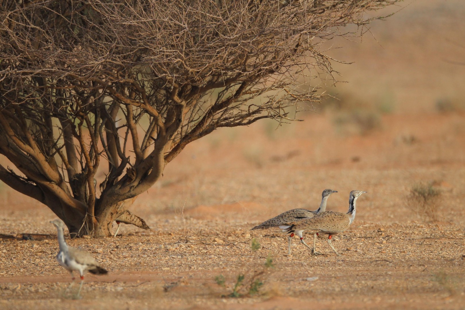 Macqueen's Bustard
