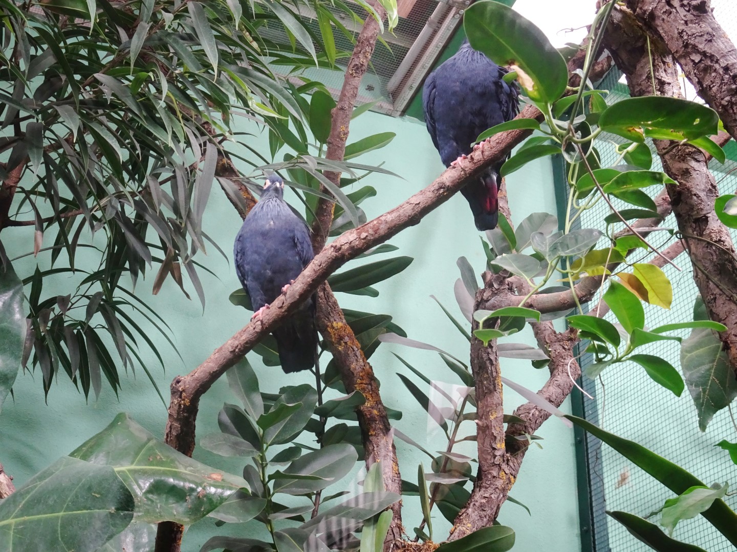 Madagascan Blue Pigeon