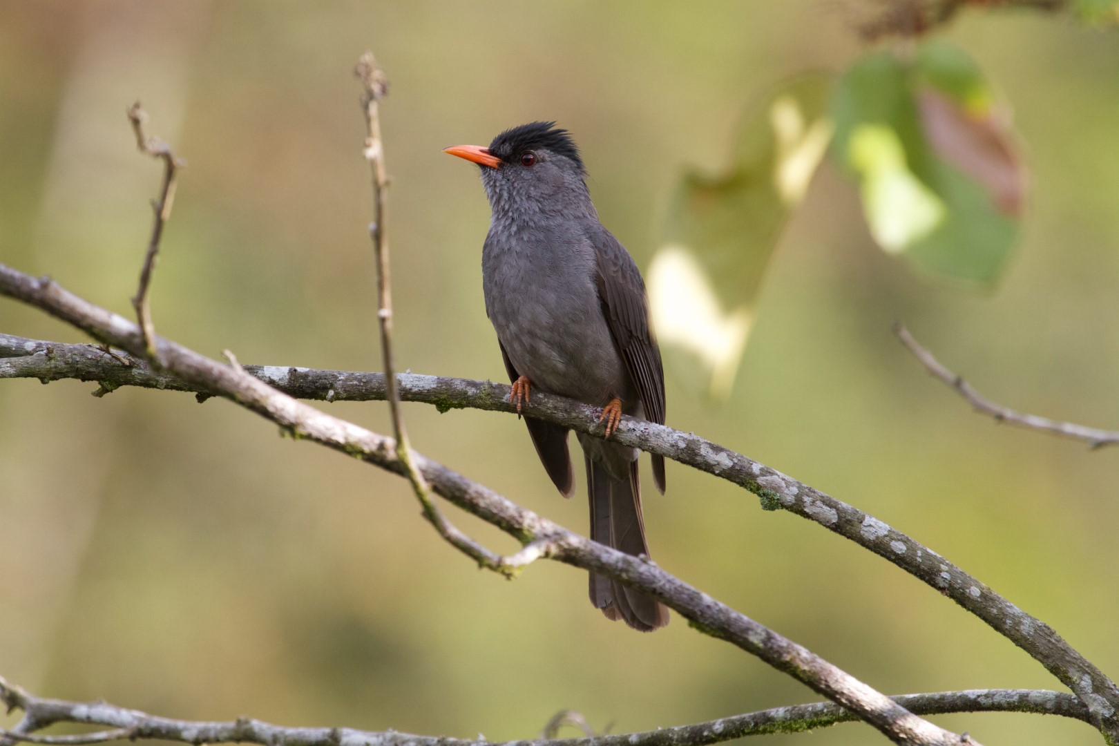 Madagascan Bulbul