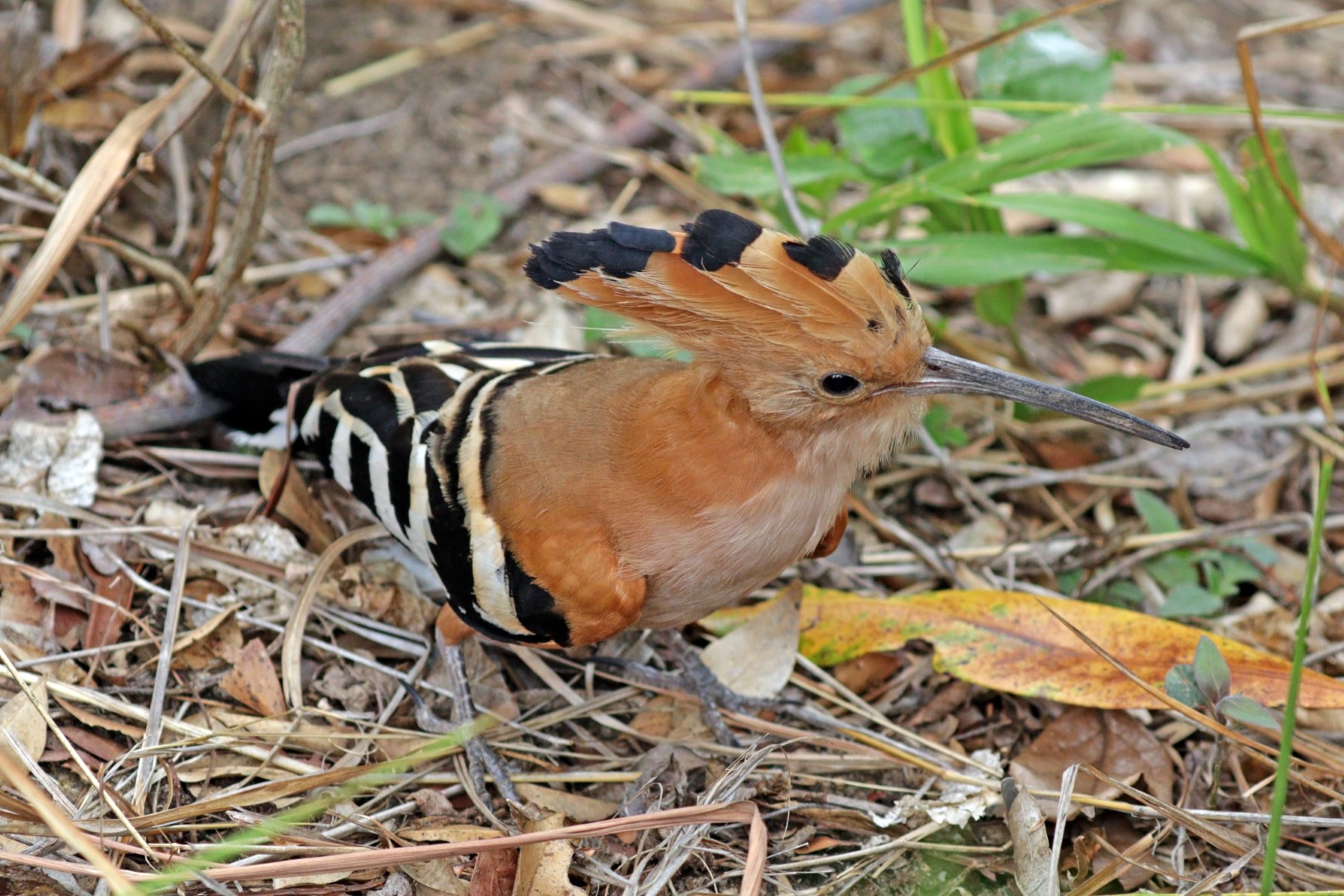 Madagascan Hoopoe