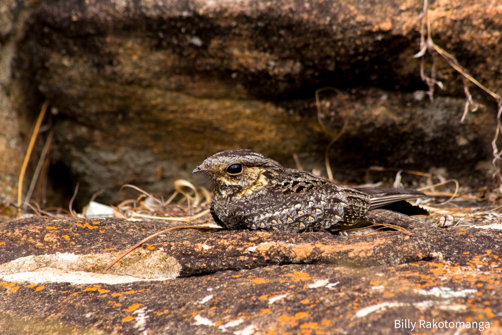 Madagascan Nightjar