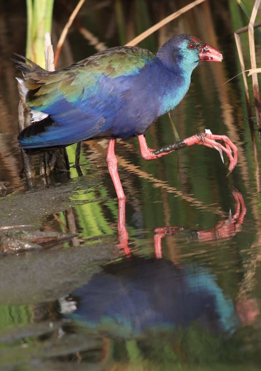 Madagascan Purple Swamphen