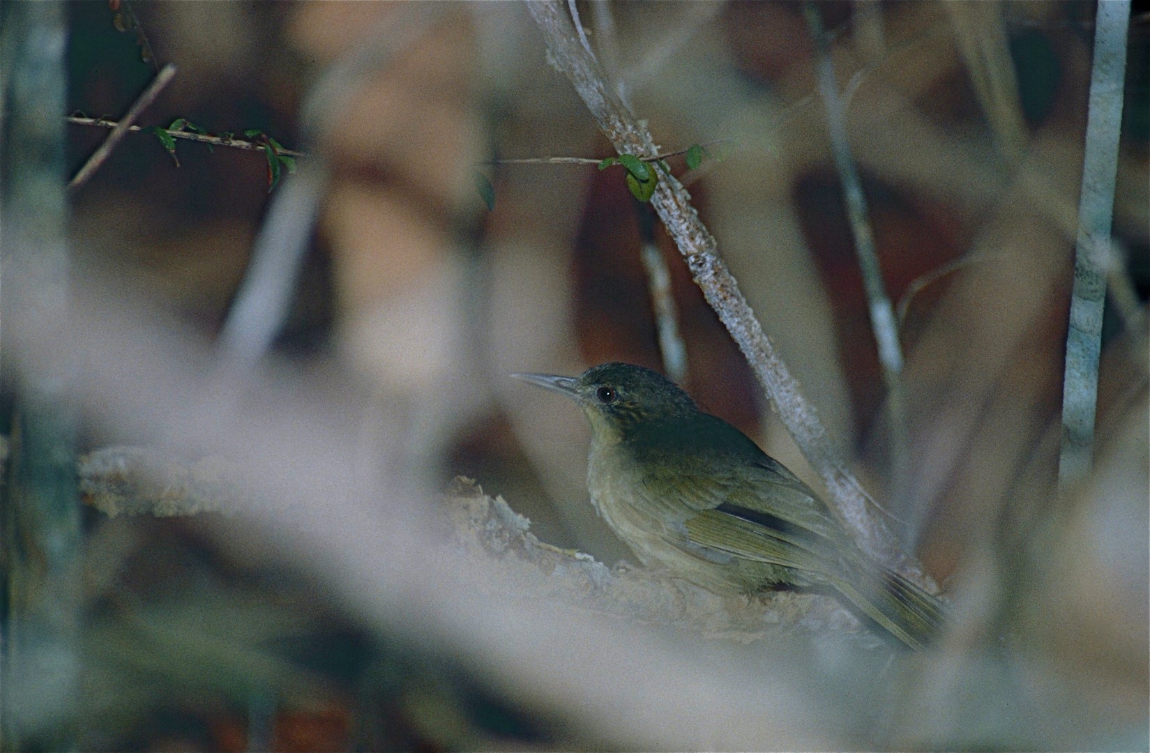 Madagascar Bernieria
