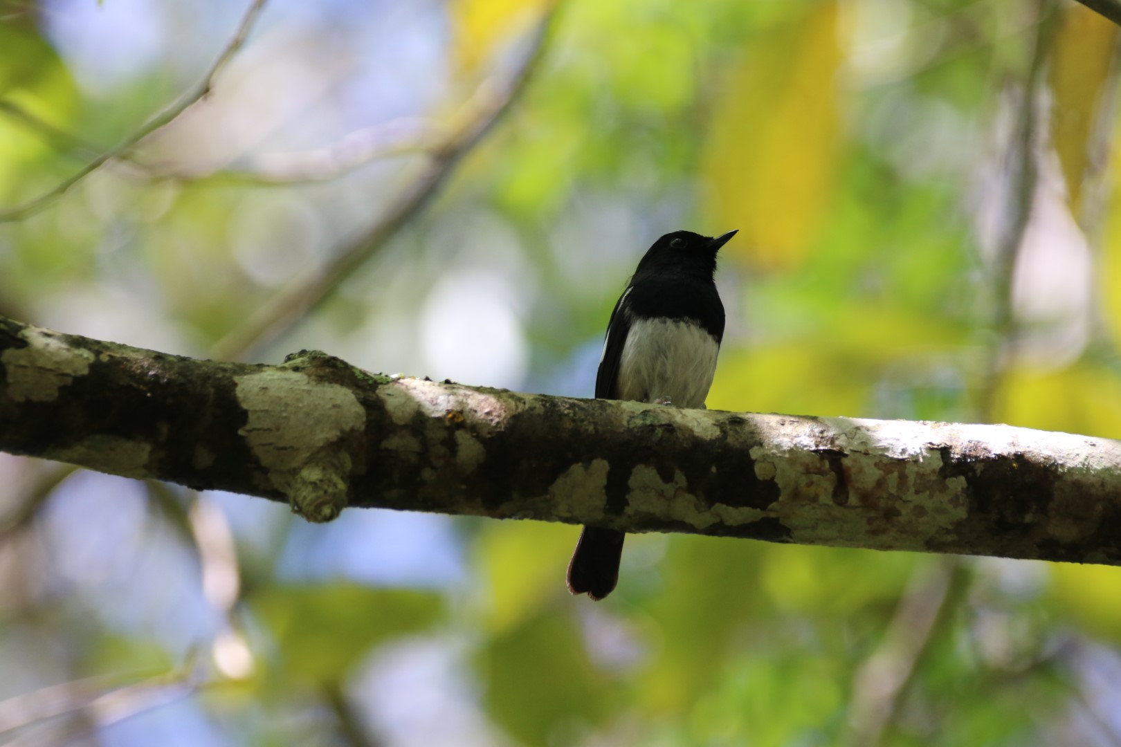 Madagascar Magpie-Robin