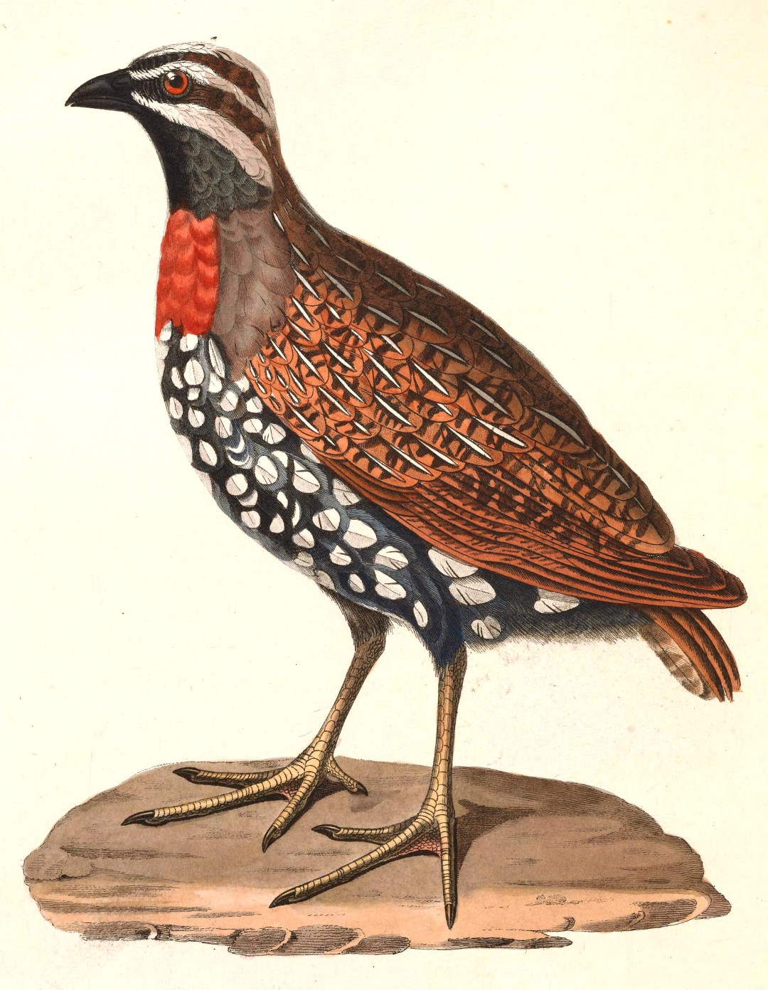 Madagascar Partridge