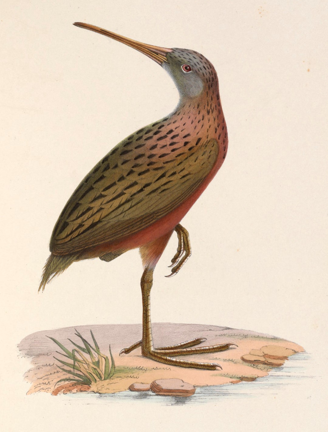 Madagascar Rail