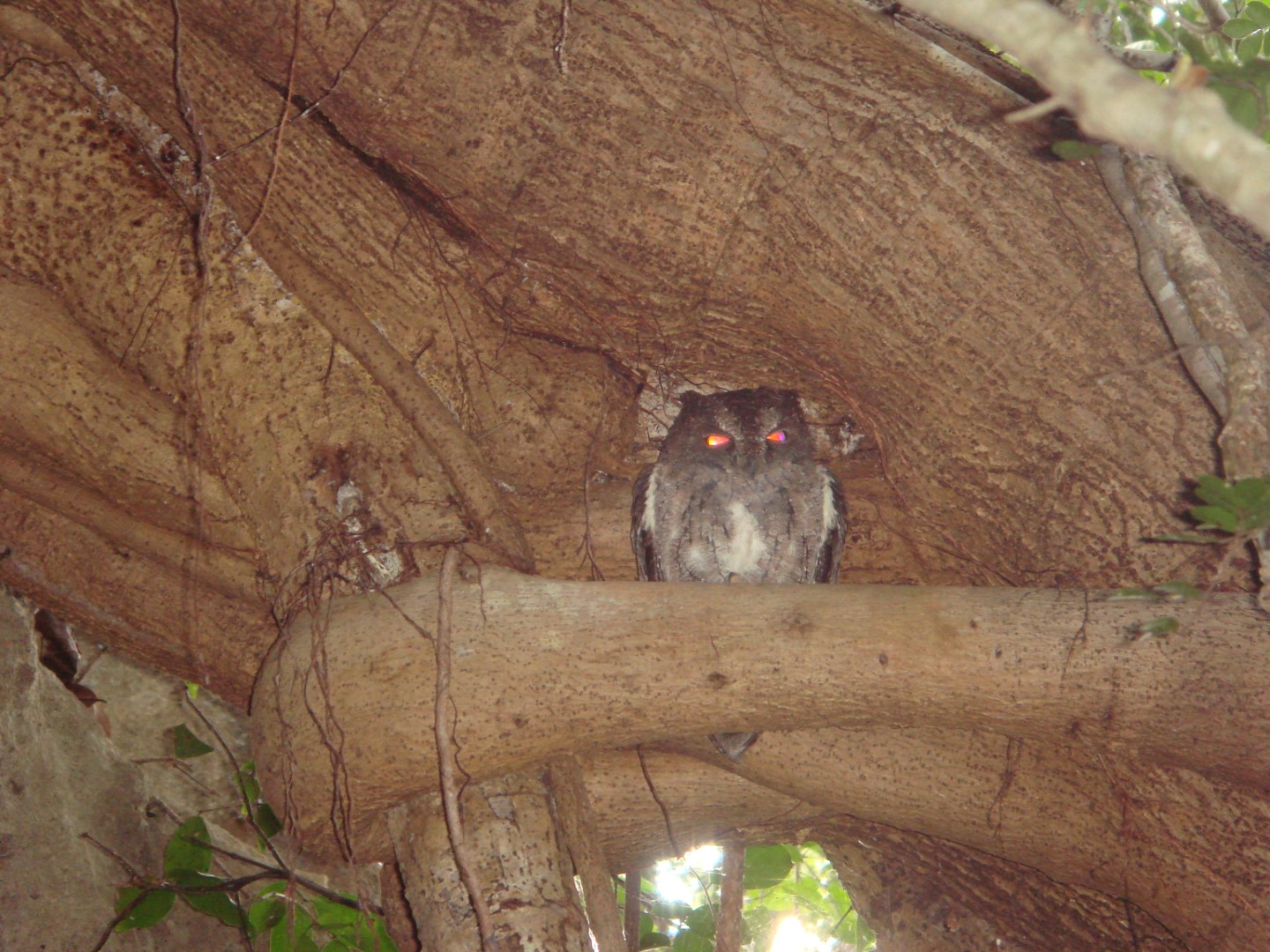 Madagascar Scops Owl