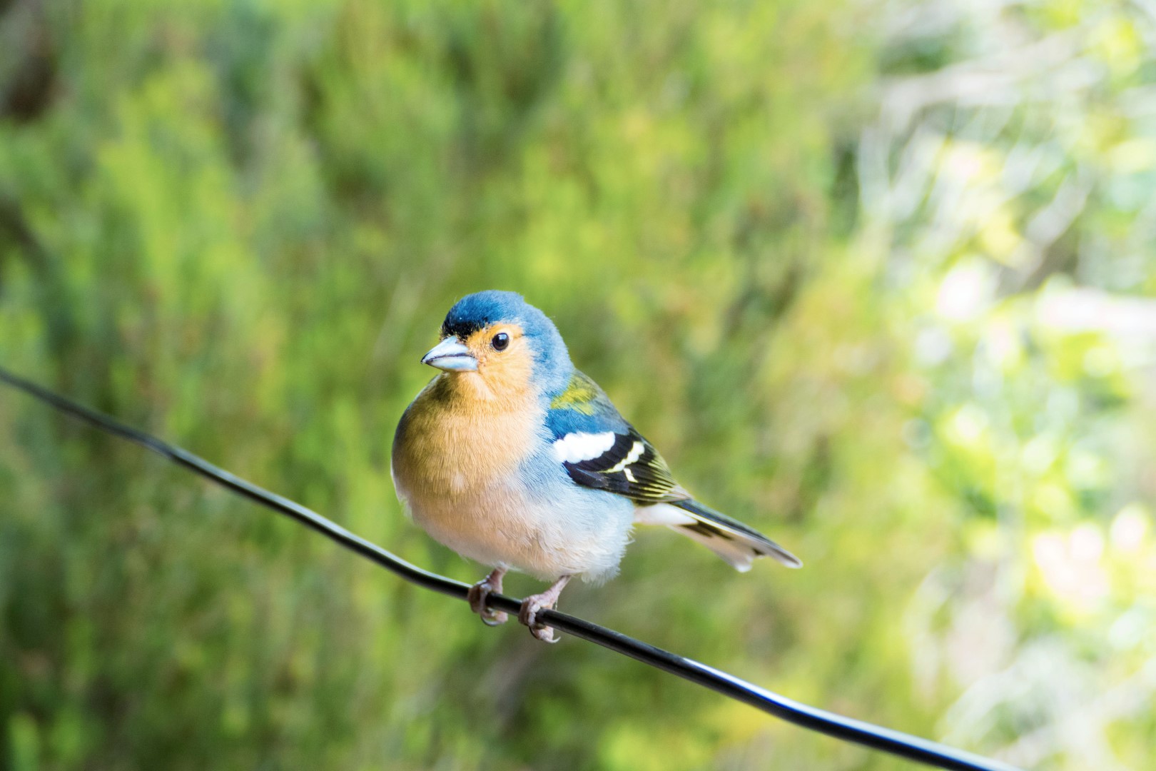 Madeira Chaffinch
