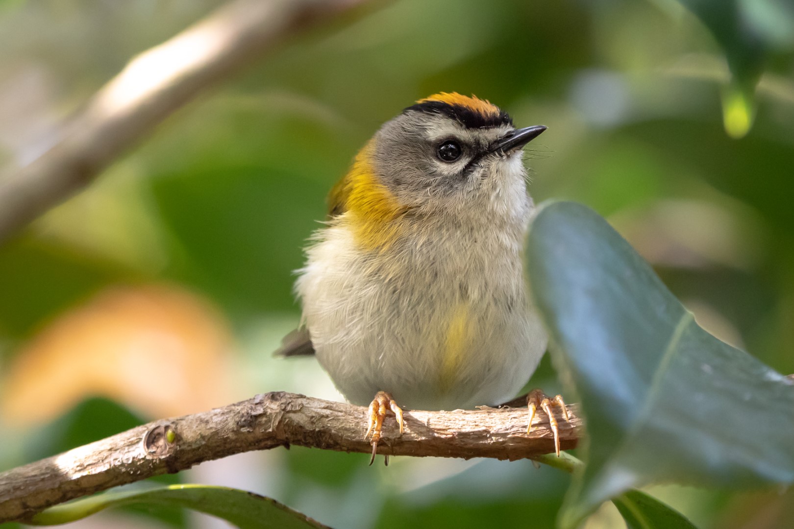Madeira Firecrest