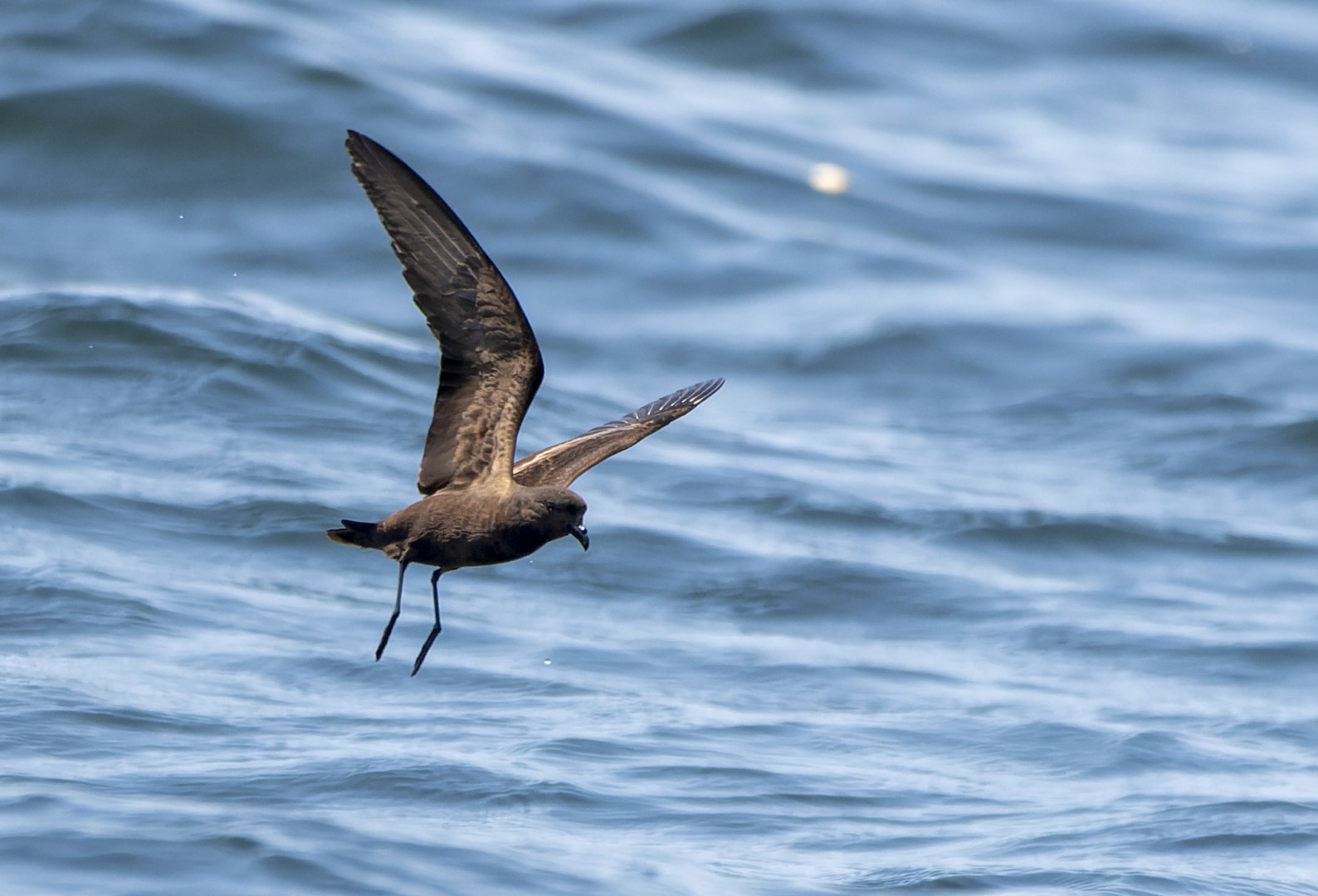 Madeiran Storm Petrel