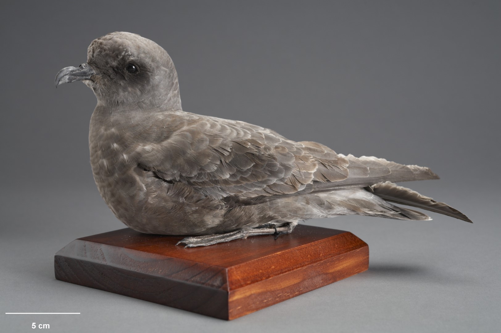 Madeiran Storm Petrel