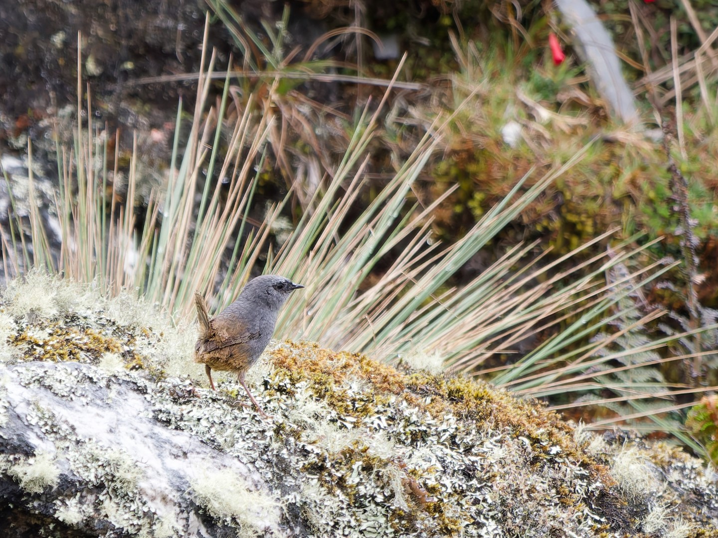 Magdalena Tapaculo