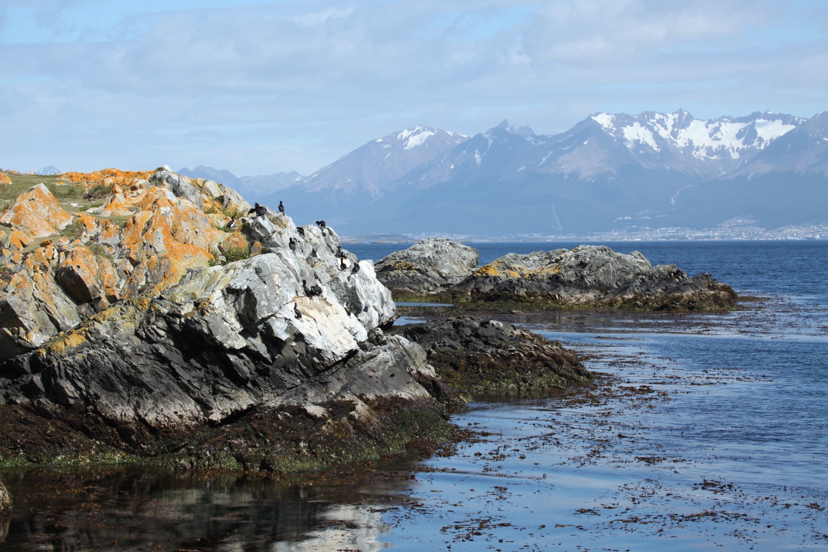 Magellanic Cormorant