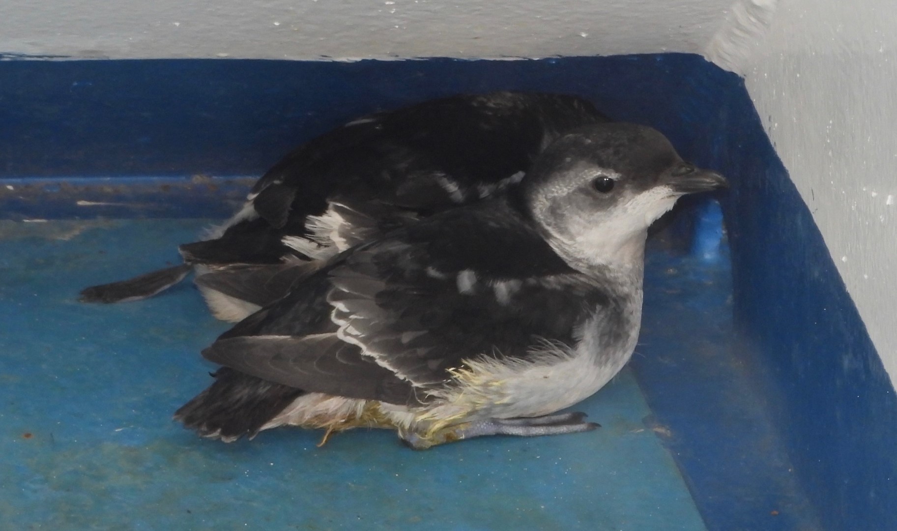 Magellanic Diving-Petrel