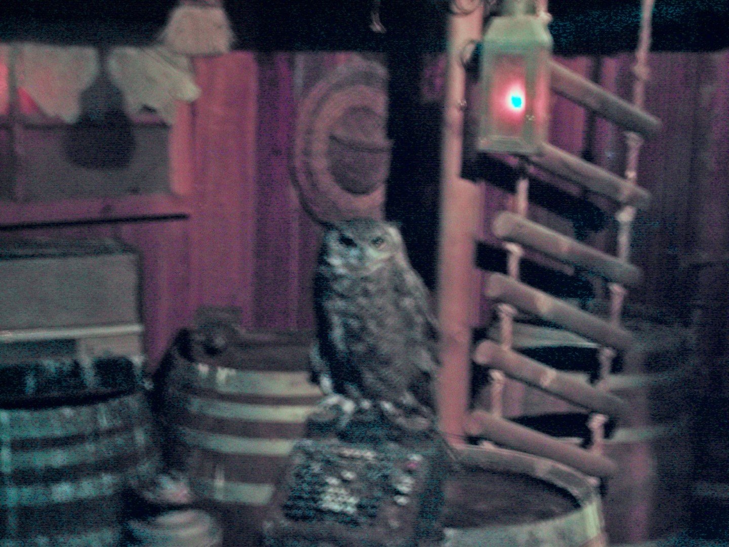 Magellanic Horned Owl