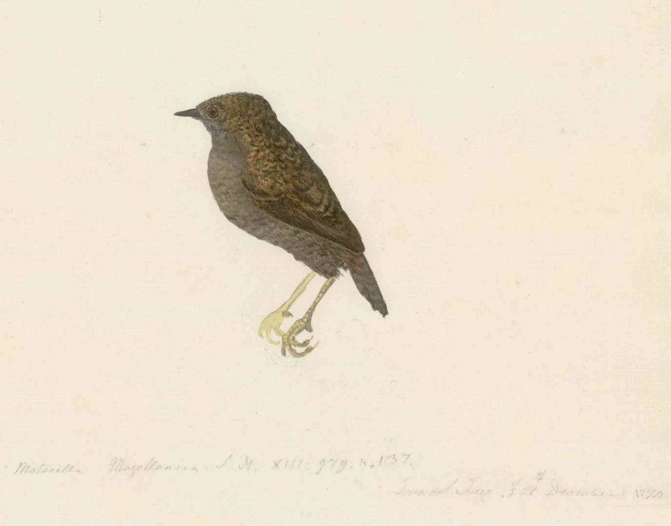 Magellanic Tapaculo