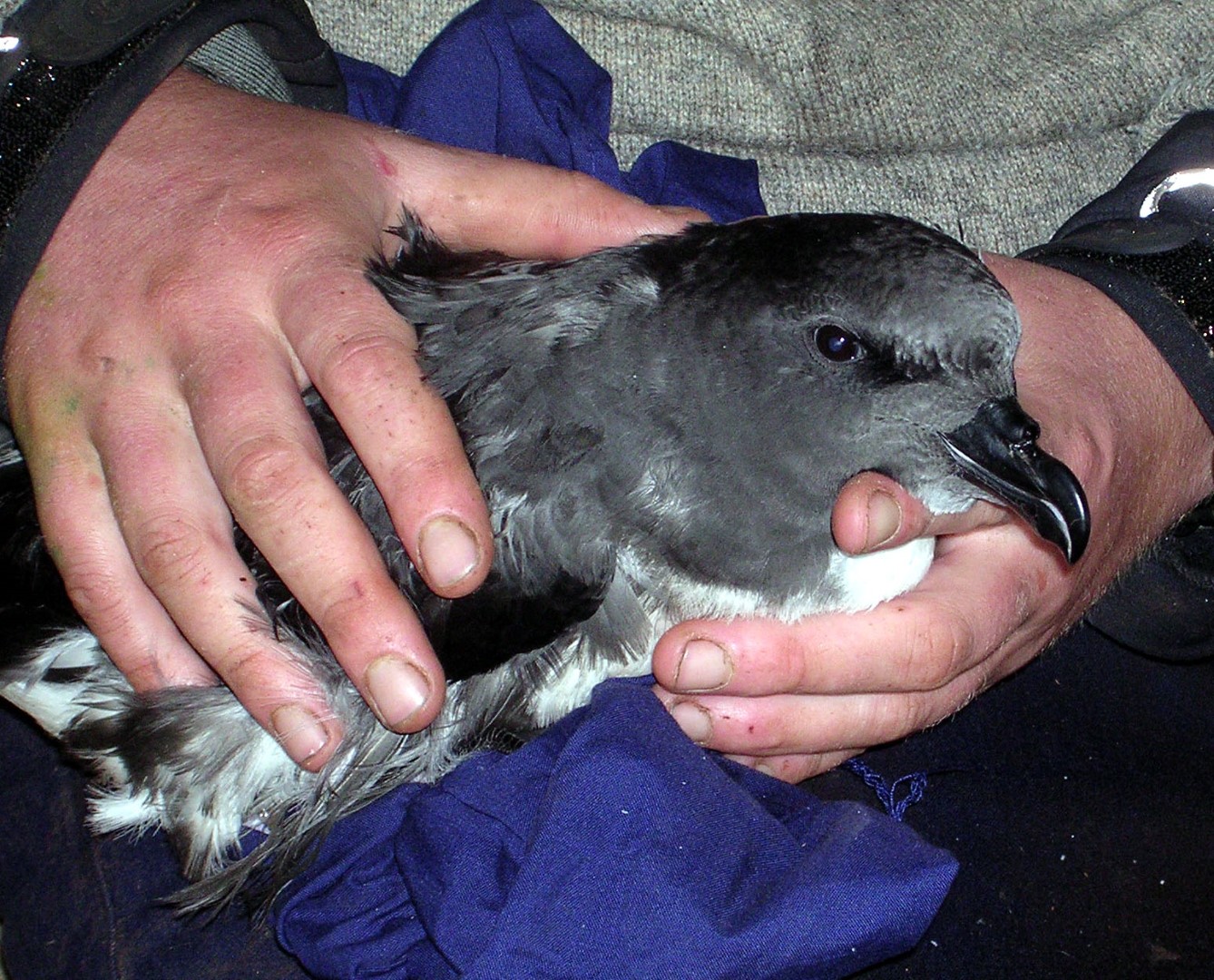 Magenta Petrel